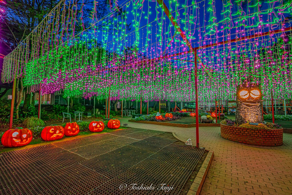 【週末限定】夜間特別開園＆幻想的なイルミネーション「森のハロウィンナイト」開催（国営武蔵丘陵森林公園）