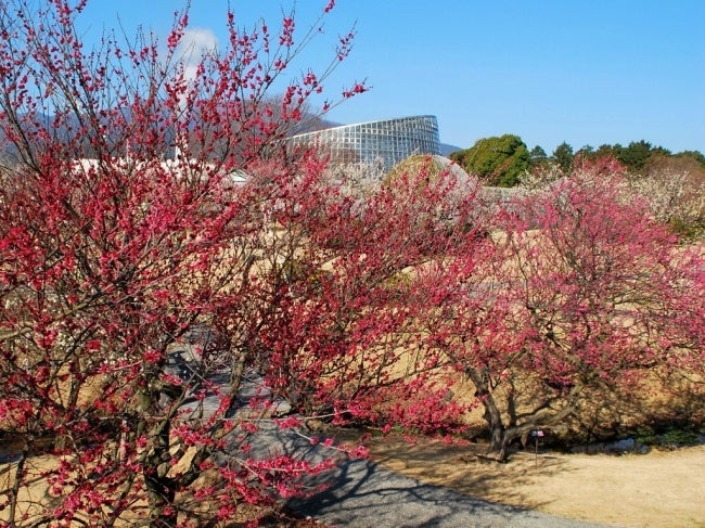 渓流の梅園