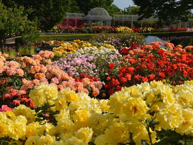 春の「バラ園」は毎年5月頃に見頃を迎える（小田原フラワーガーデン）