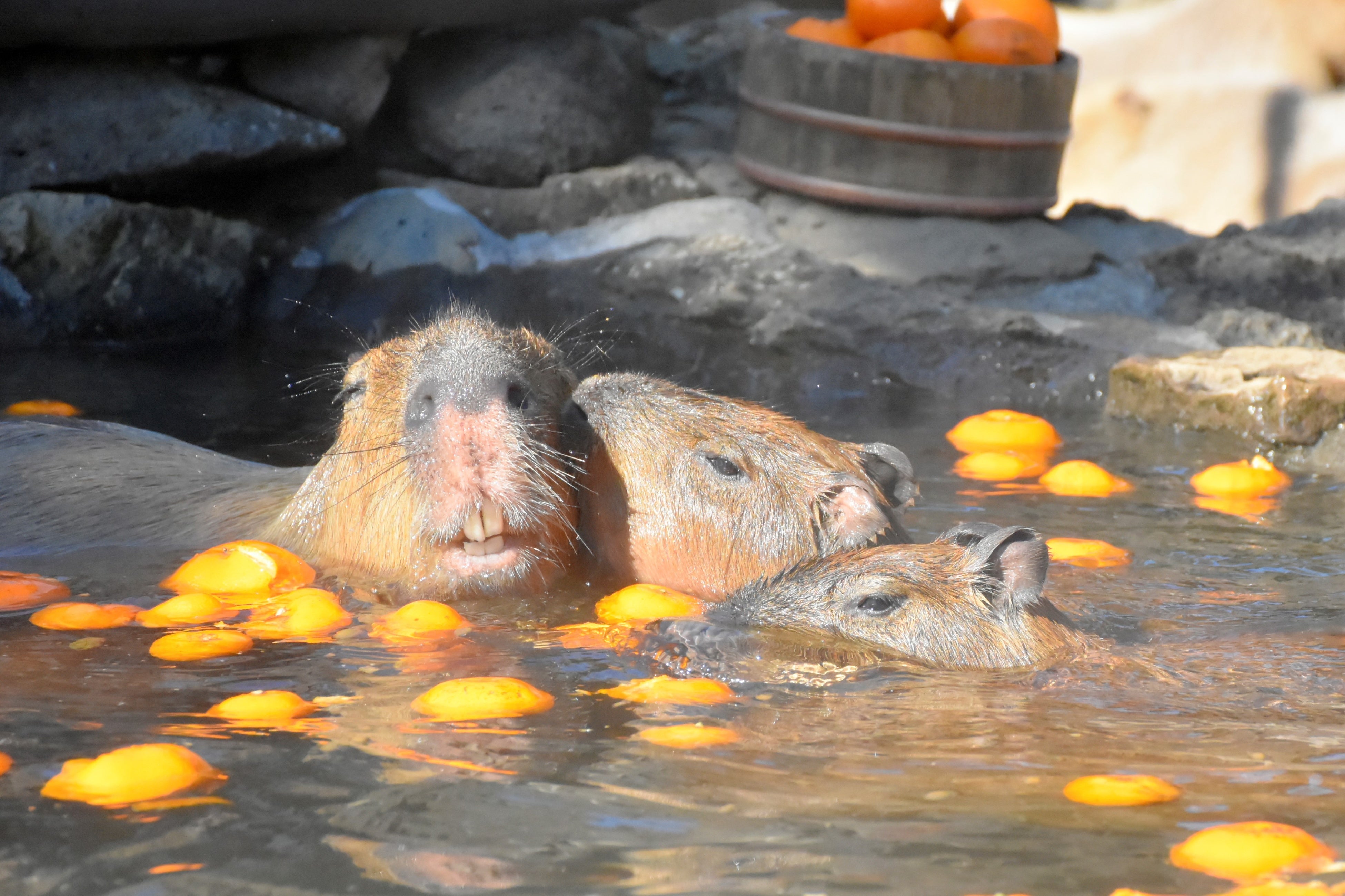 伊豆シャボテン動物公園の「元祖カピバラの露天風呂」が40周年！