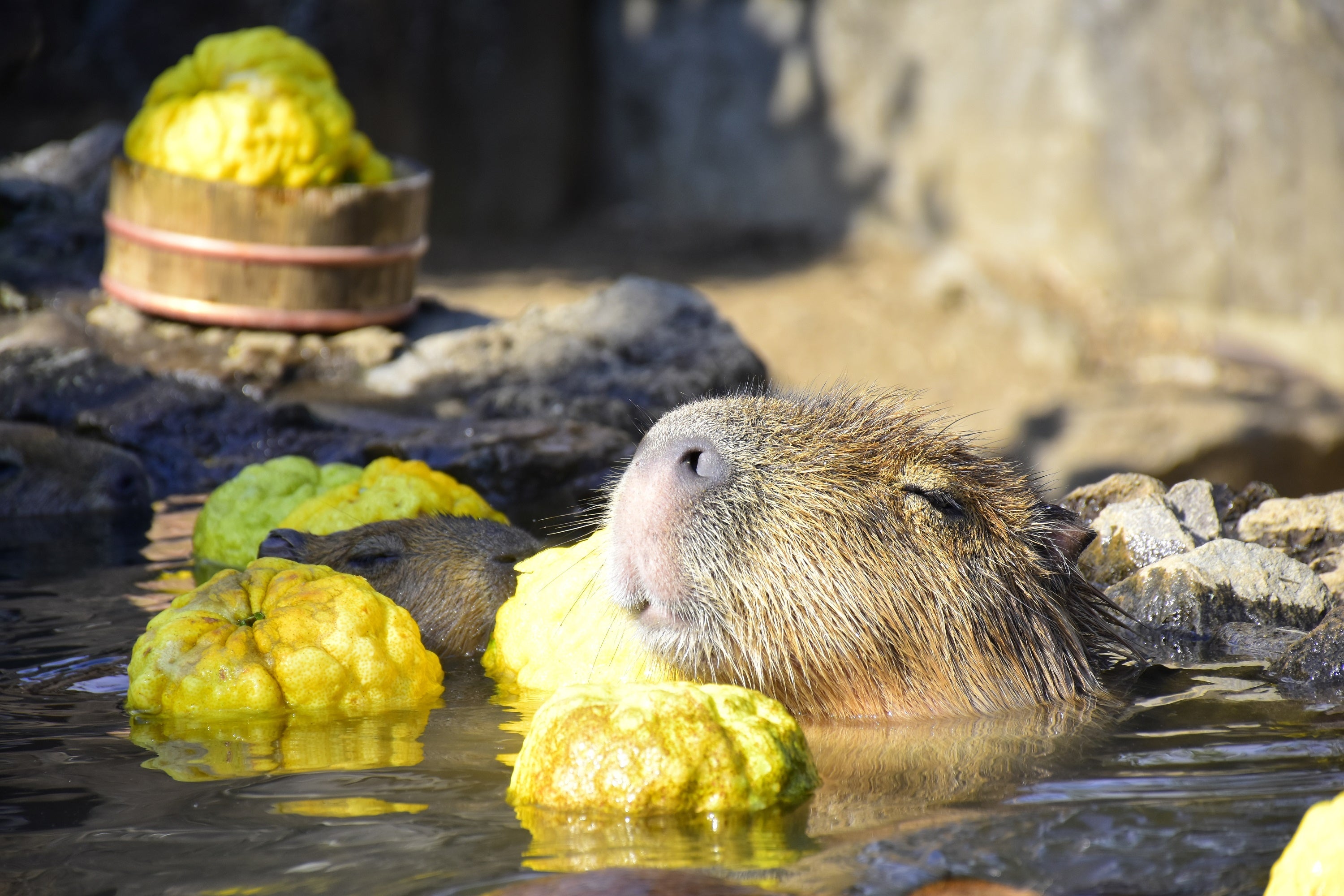 変わり湯「鬼ゆずの湯」