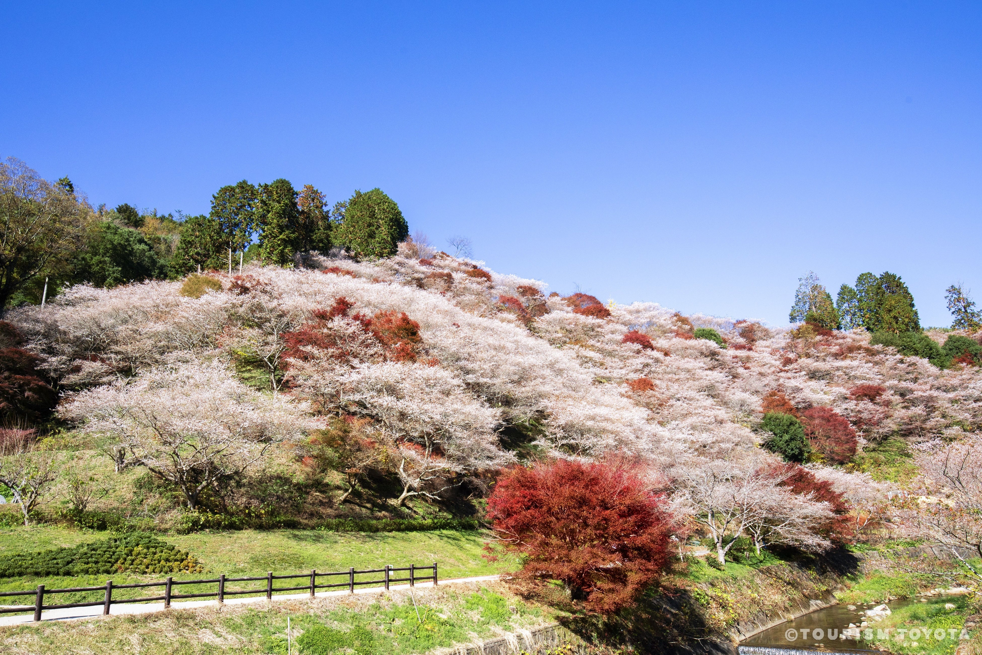 小原四季桜