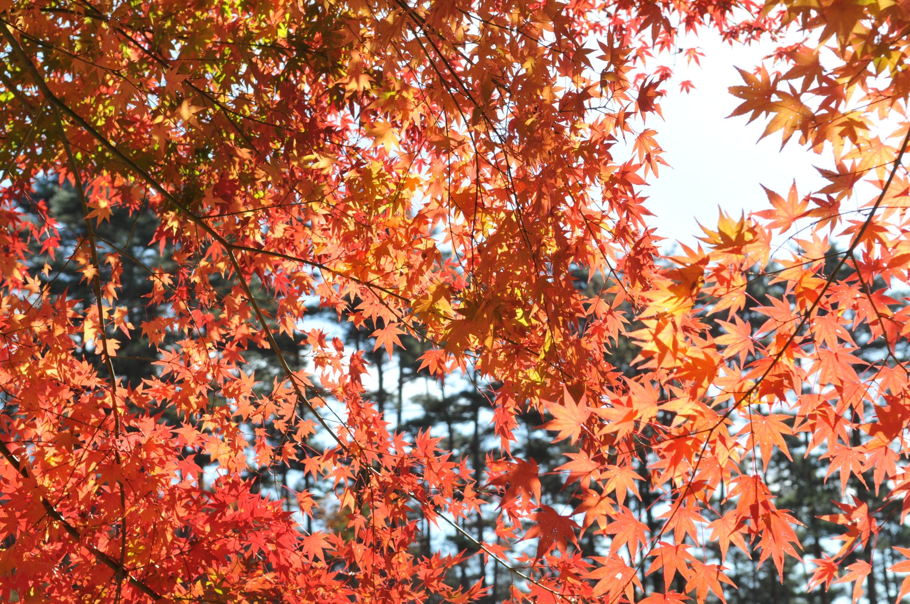 引き渡し会場である「ひころの里」で楽しめる紅葉