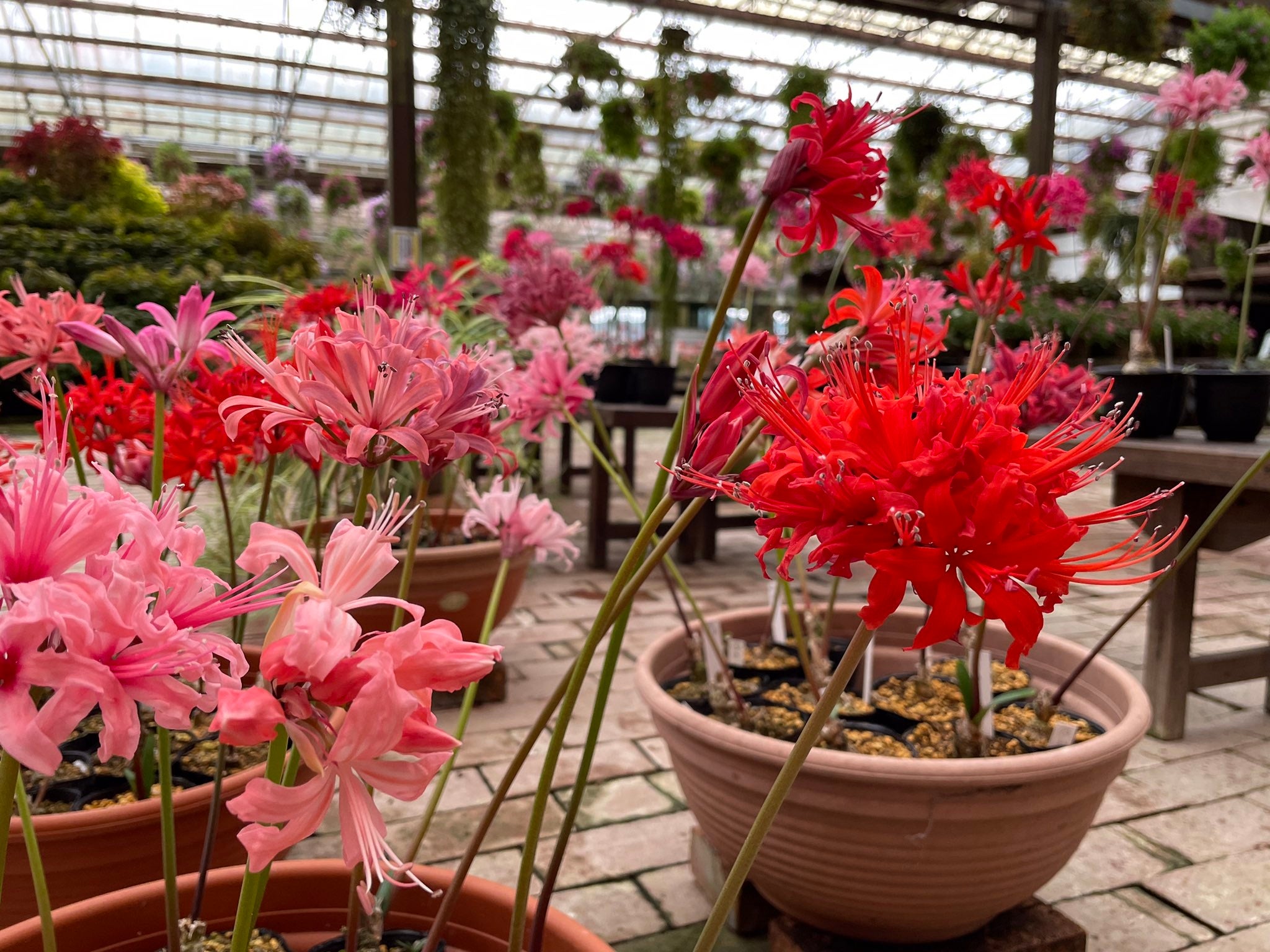 加茂荘花鳥園（静岡県掛川市）：今年もダイヤモンドリリーの販売を開始しました。