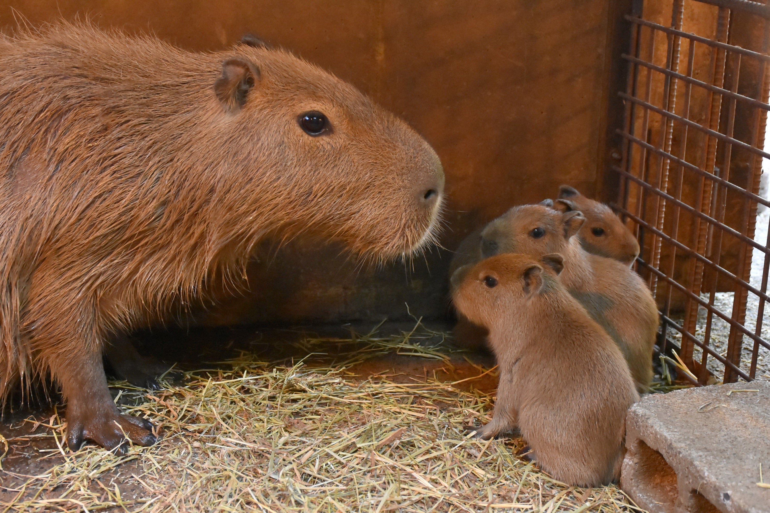 カピバラの赤ちゃん5頭＆アカテタマリンの赤ちゃん2頭が誕生！【伊豆シャボテン動物公園】