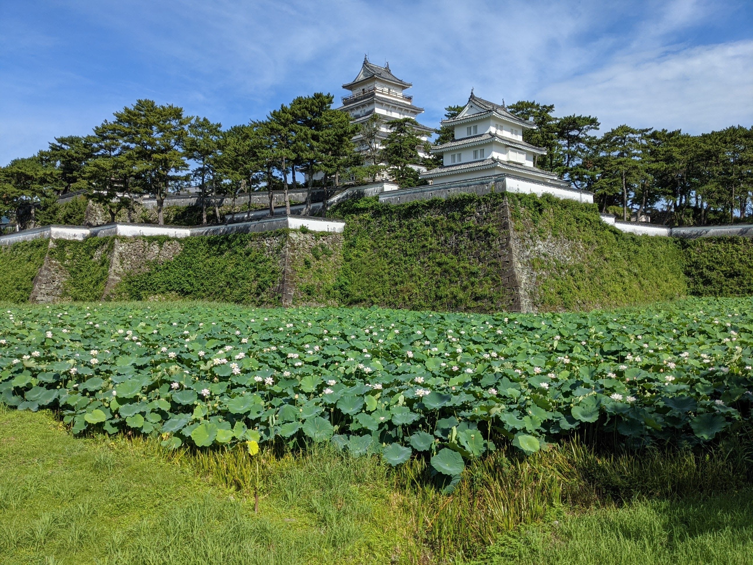 島原城。現在天守閣は外装改修工事中のため、幕に覆われています。