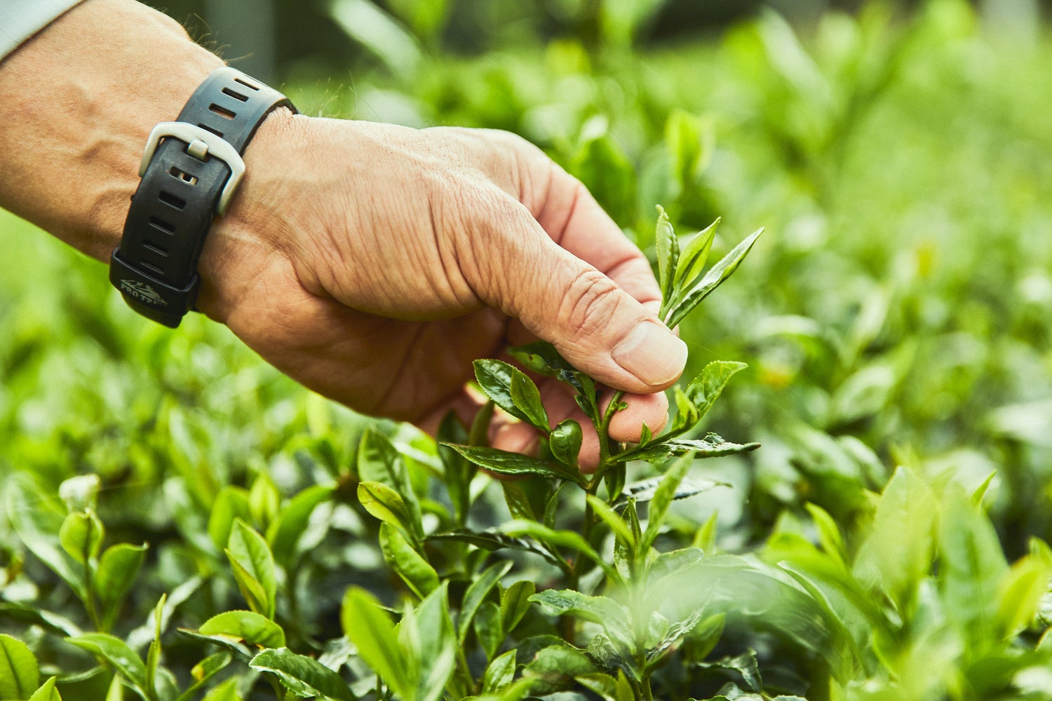 “日本最北限のお茶”といわれる「奥久慈茶」