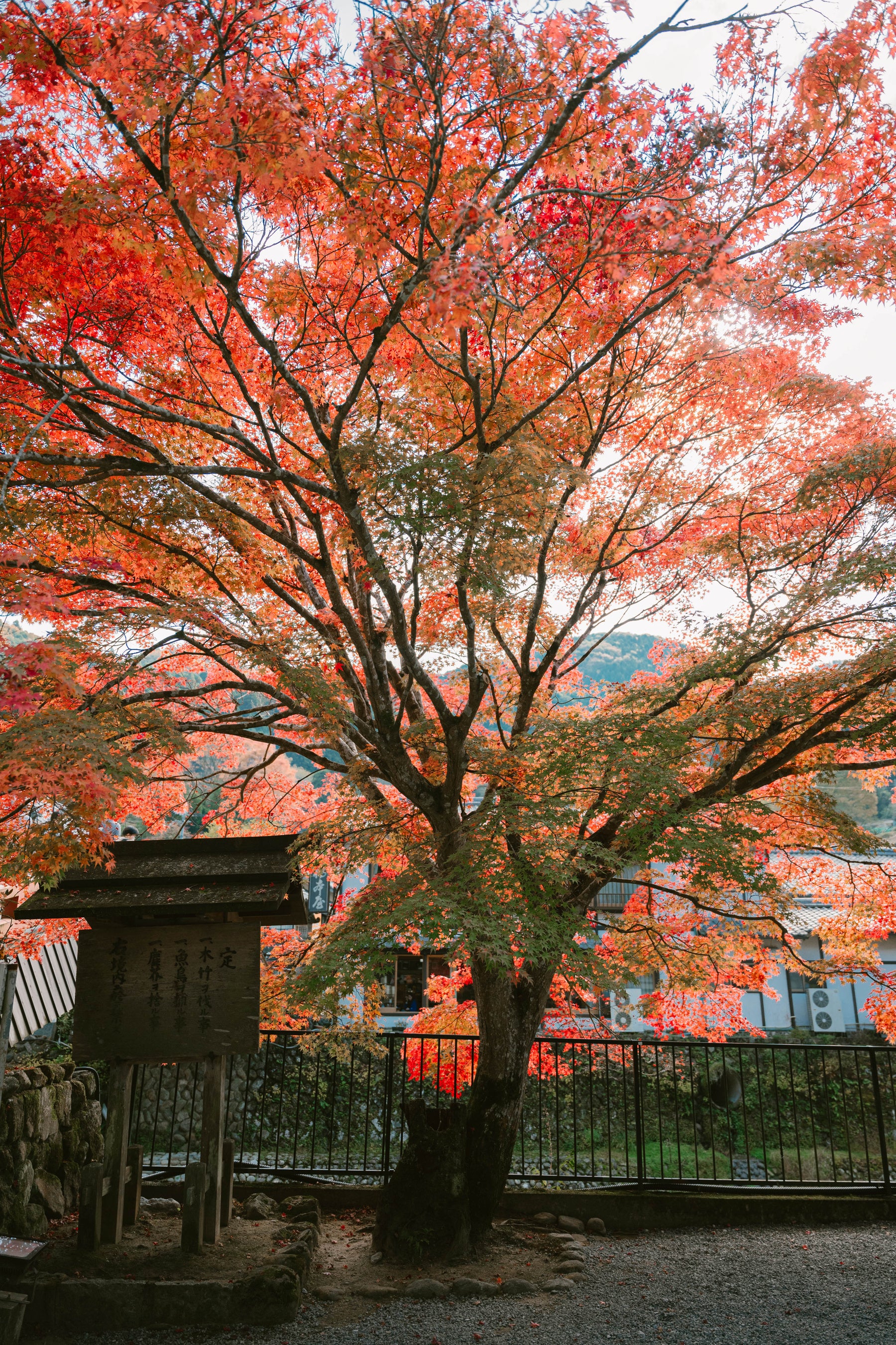 見頃を迎える境内の紅葉