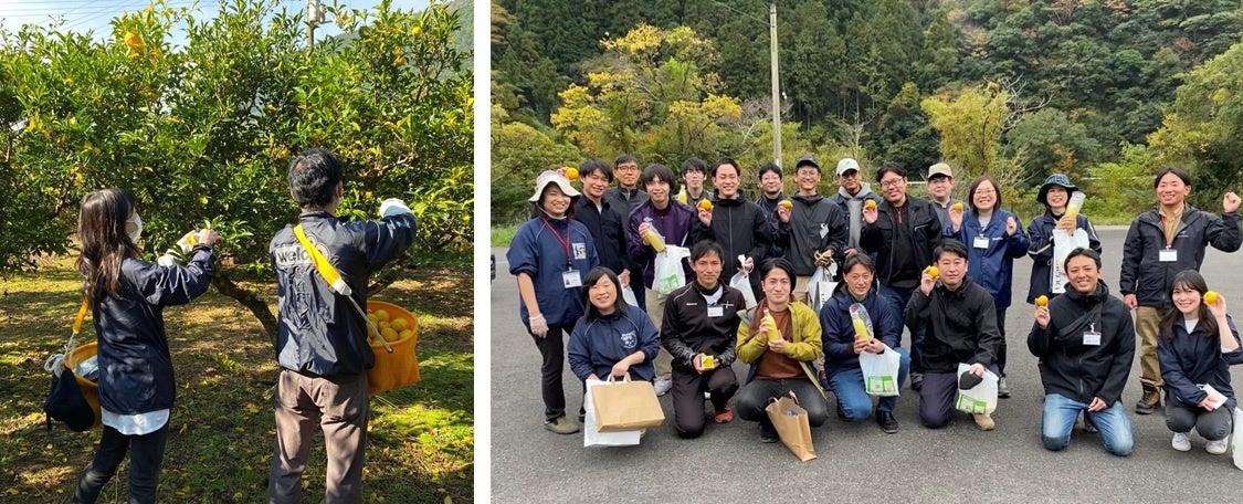 化粧品メーカーのウテナと、ドラッグストアのウエルシアグループが協力して高知県北川村でゆず果実の収穫をサポート