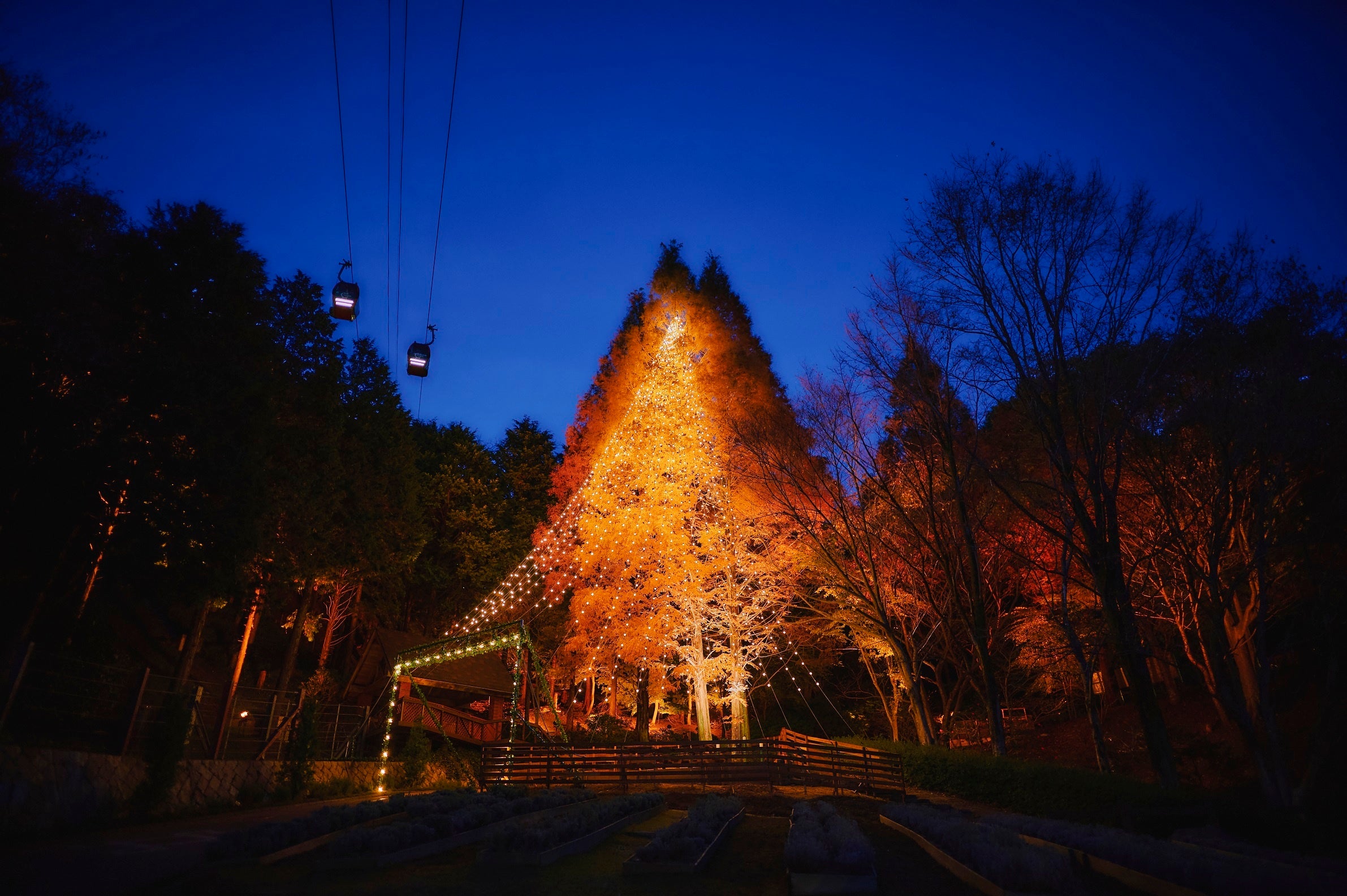 神戸のクリスマスの新スポット。森の中、夜空にそびえる高さ25mの「森のクリスマスツリー」がスタート。夕刻から夜になると、黄色く色づくメタセコイアが黄金色に輝きクリスマスツリーが浮かびあがってきます。