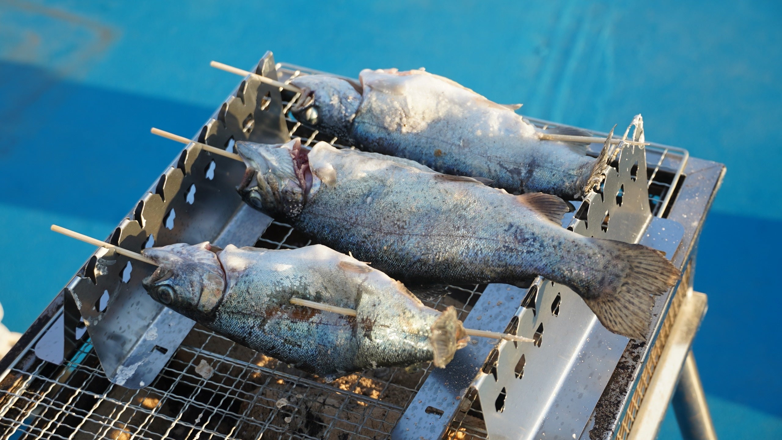 炭火で釣った魚をグリル