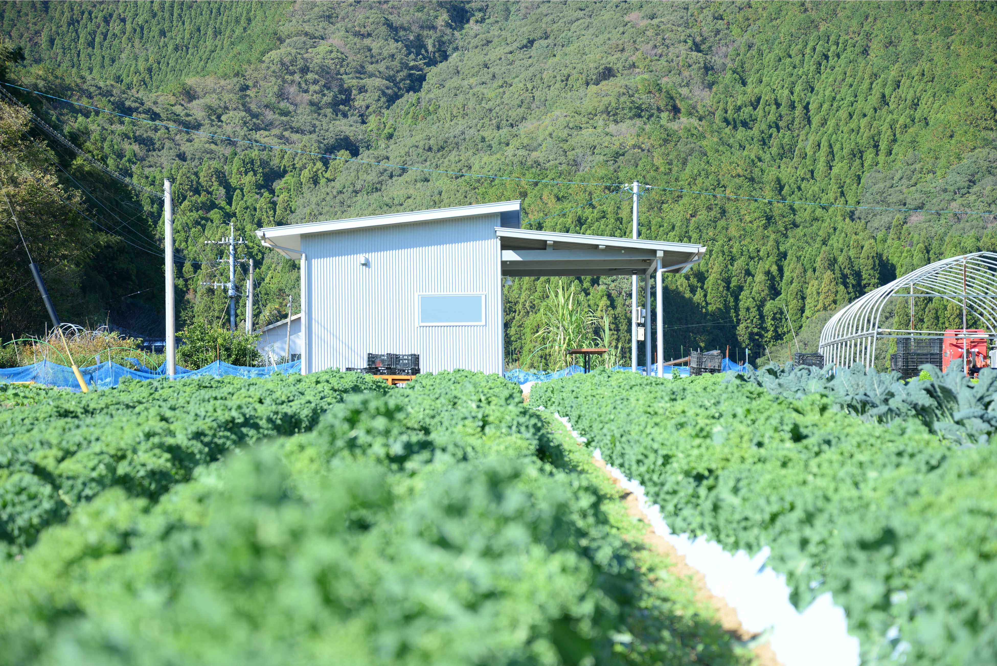 ひなベジFarm