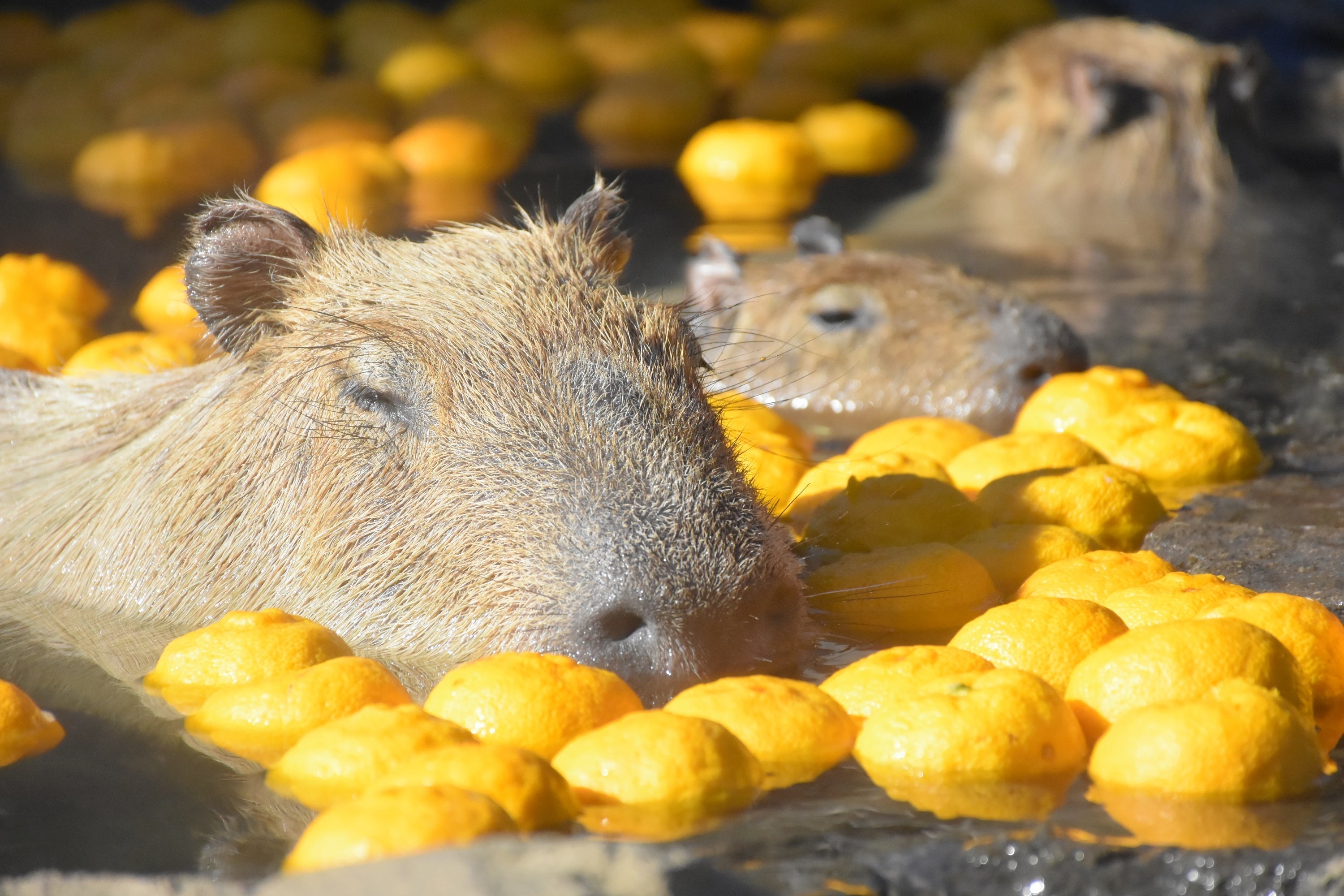 伊豆シャボテン動物公園「元祖カピバラの露天風呂」の人気変わり湯「カピバラのゆず湯」を今シーズンも開催！