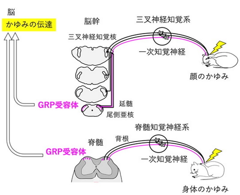 身体のかゆみは脊髄知覚神経系を介して伝えられます。一方で、目を含む顔面領域のかゆみは三叉神経知覚系を介して伝えられると考えられてきました。今回、脊髄（身体）・延髄（顔）レベル、両方に共通してGRP系が関与することを明らかにしました