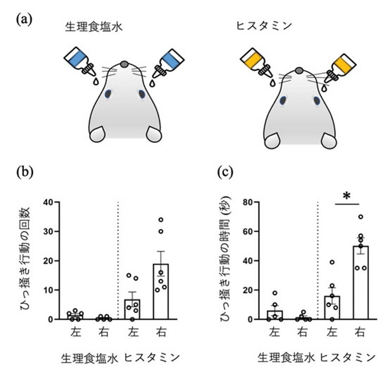 (a) 生理食塩水（コントロール）またはヒスタミンをラットの目へ両側投与した。生理食塩水、またはヒスタミン投与後60分間の後足によるひっ掻き回数（b）、および時間（c） P＜ 0.05 with Wilcoxon signed rank test.