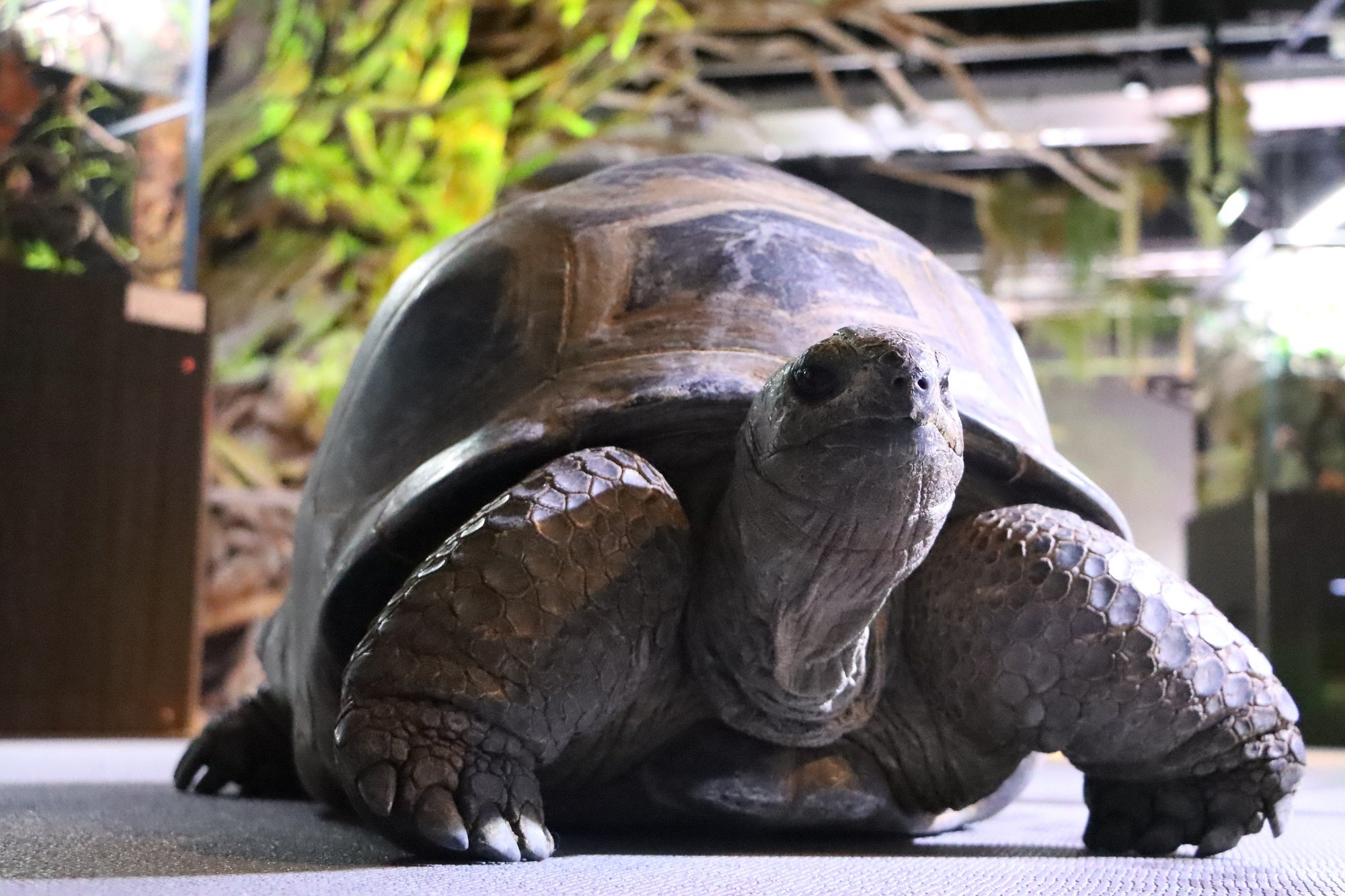 おみくじに登場するアルダブラゾウガメ