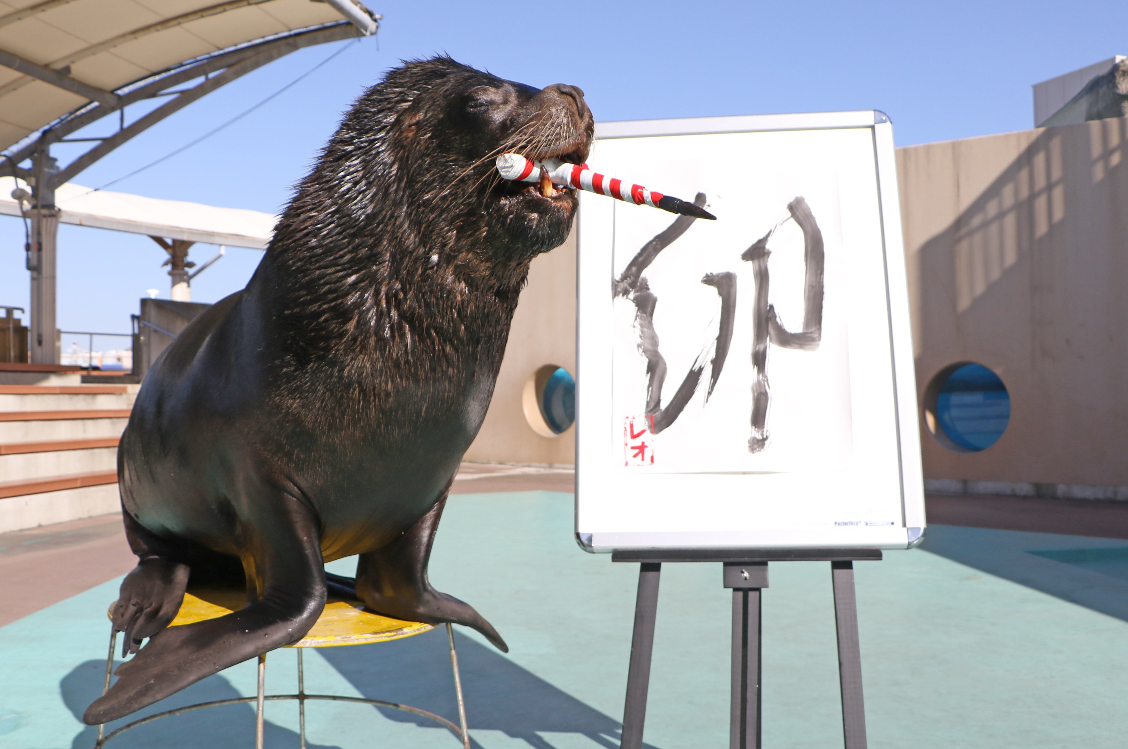 【横浜・八景島シーパラダイス】新年の平穏と幸せを願い、豪快な筆さばきを披露！『オタリアの書初め』【２０２３年１月１日（日）〜１月３１日（火）】