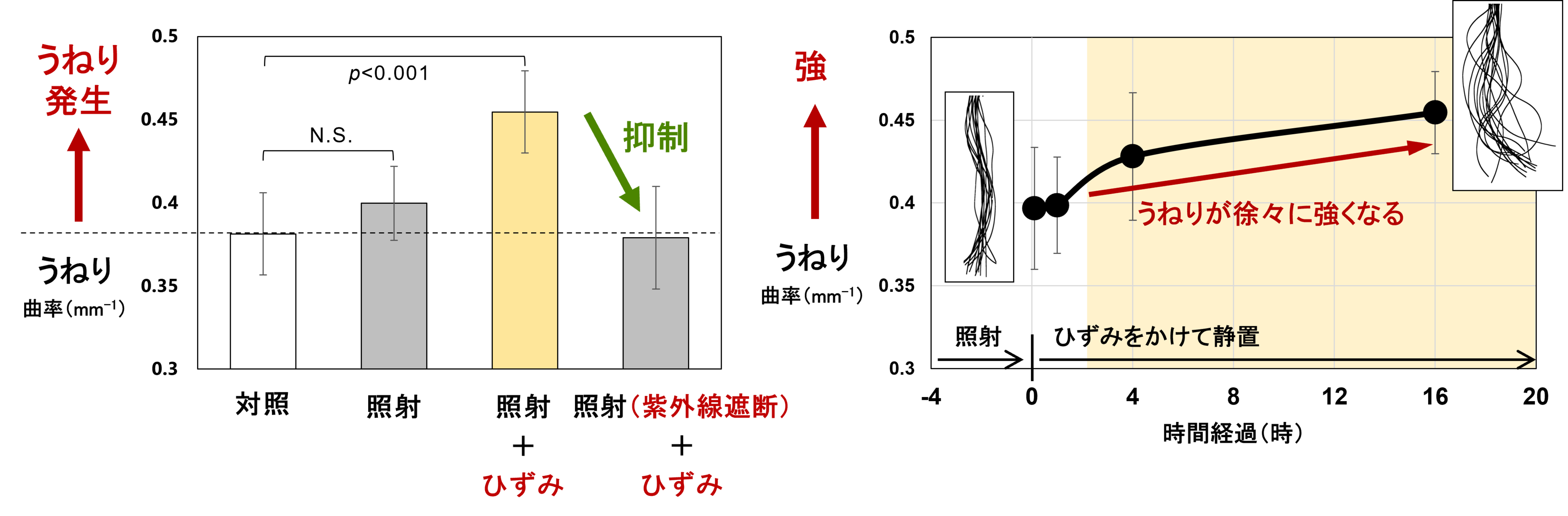 図2．各要因で毛髪に生じるうねりの程度、図3．ひずみをかけて保持した時の経時的なうねり発生