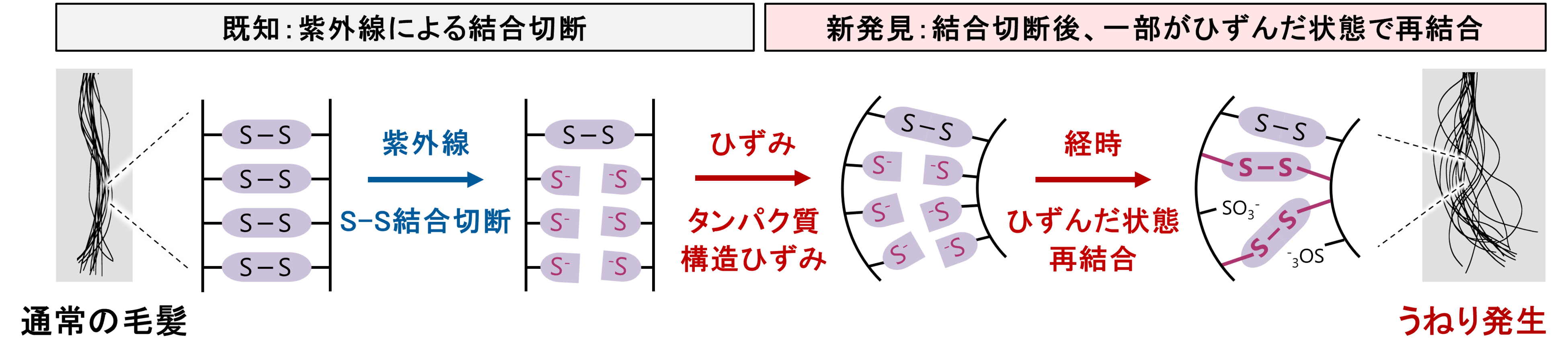 図5．紫外線およびひずみの影響で、うねりが発生するメカニズムのイメージ図