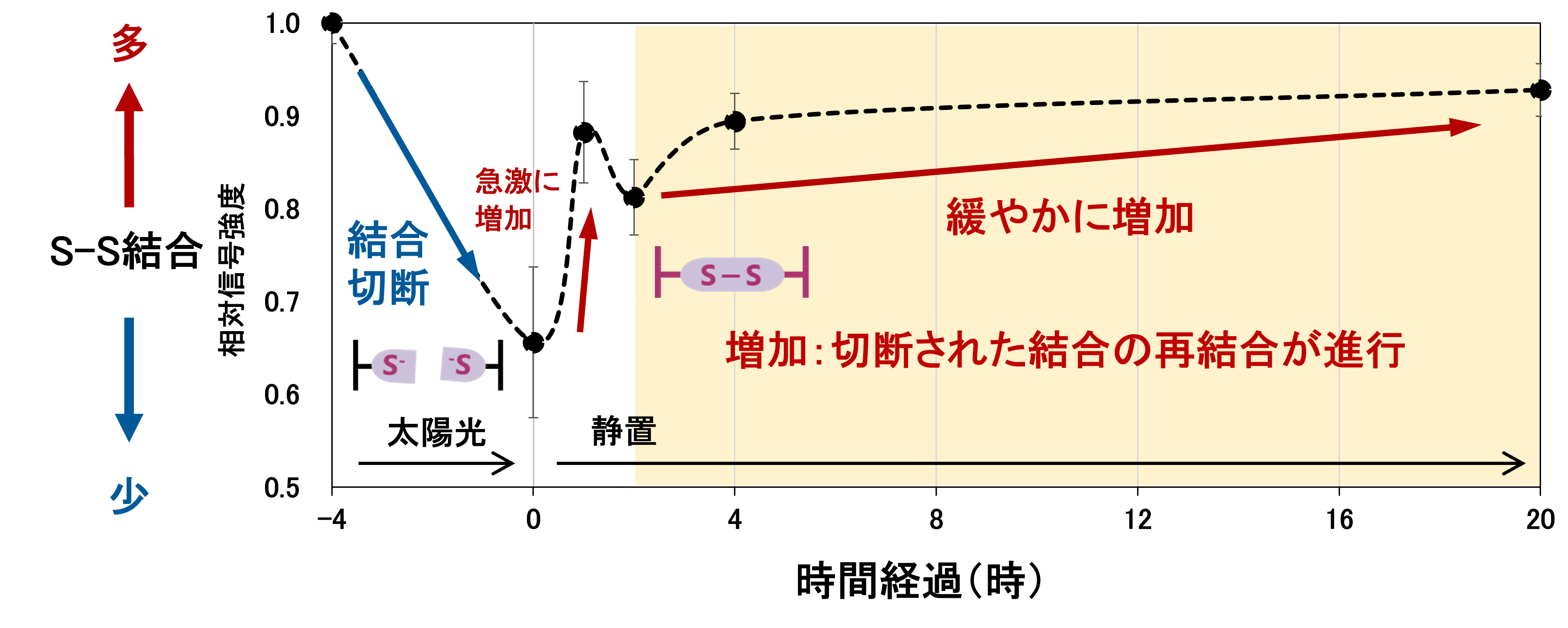 図4．太陽光照射前後における毛髪内の S-S結合量の経時変化