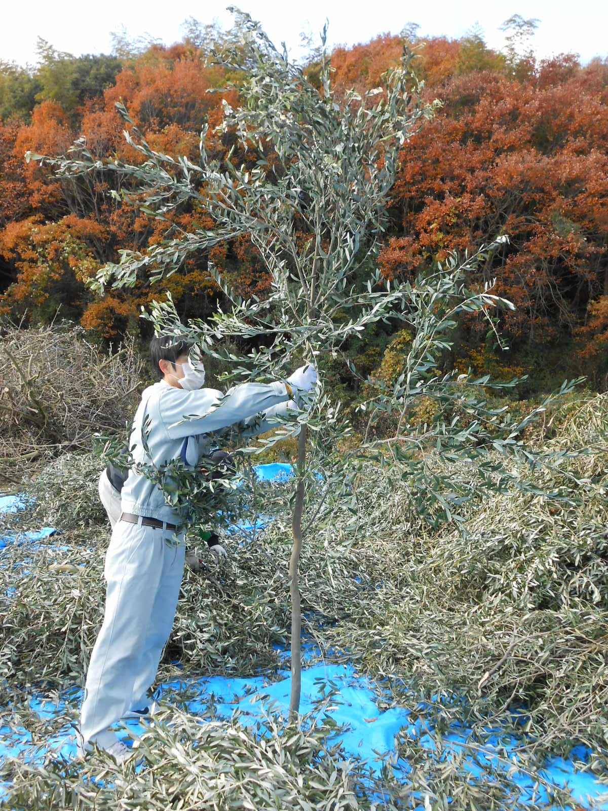 自社農園で葉を収穫