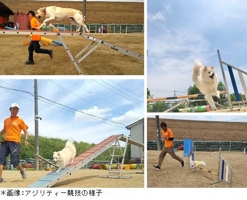 新田ゼラチン「ドッグスポーツ大会」へ協賛