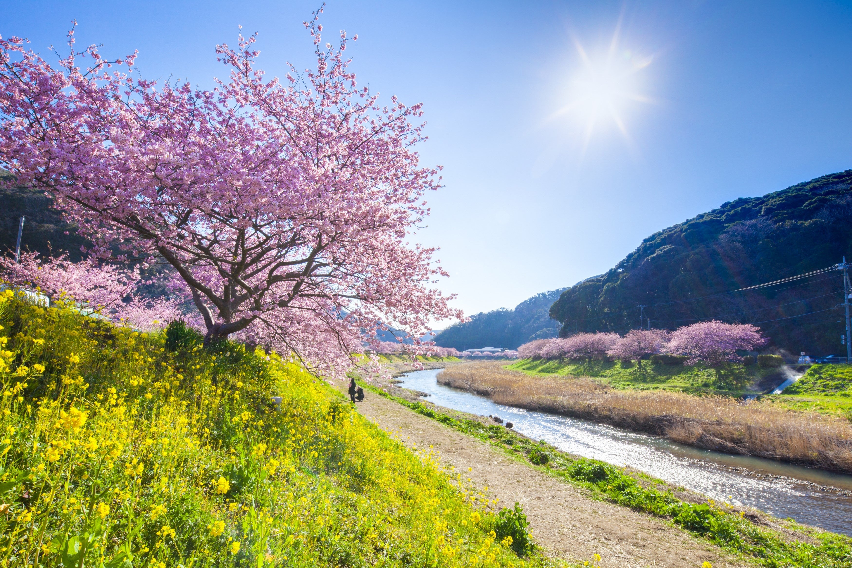 約８００本の河津桜が咲き誇る「みなみの桜と菜の花まつり」　２月１日(水)より開催 伊豆半島最南端の南伊豆町で、ひと足早く春を感じて