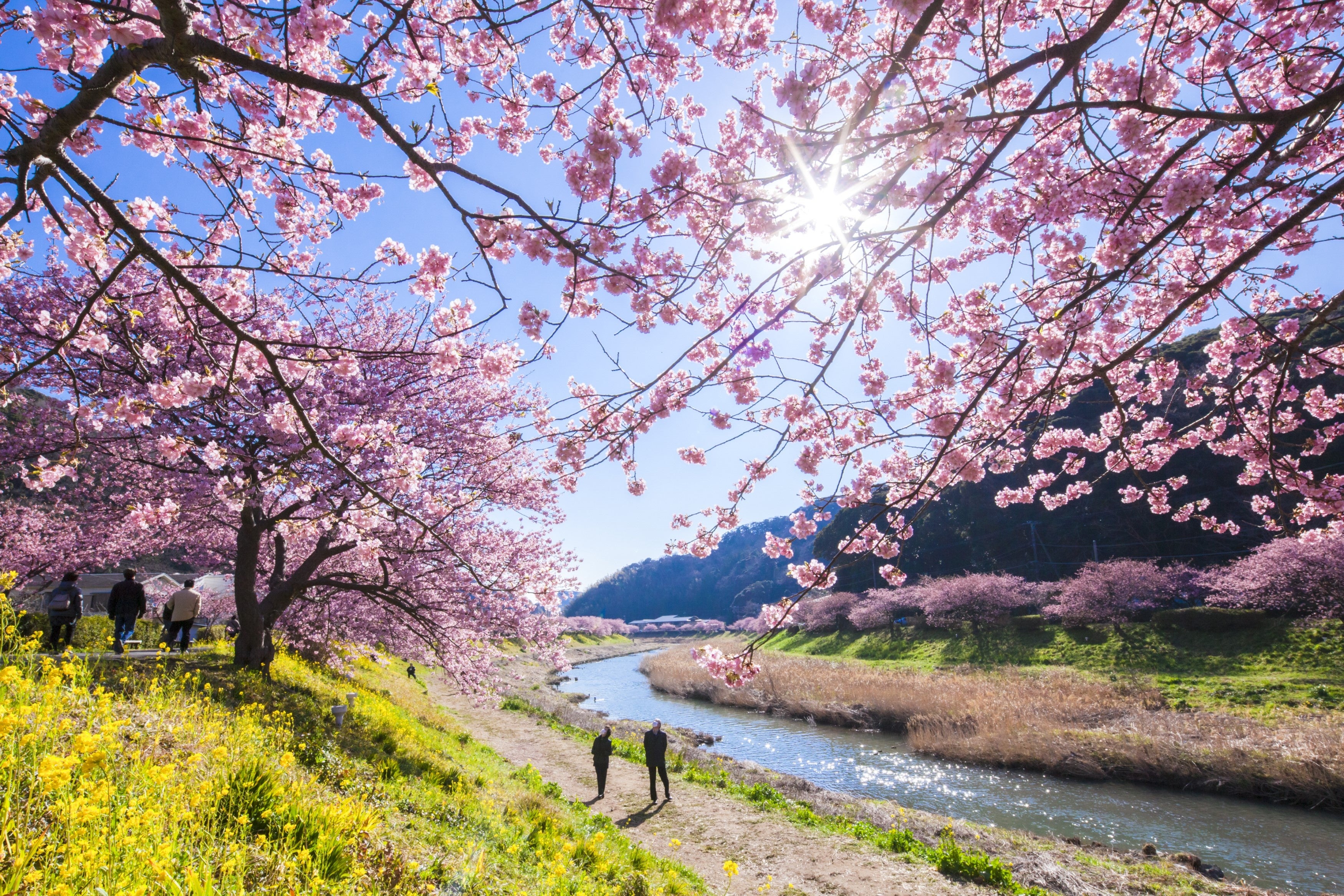 「みなみの桜と菜の花まつり」