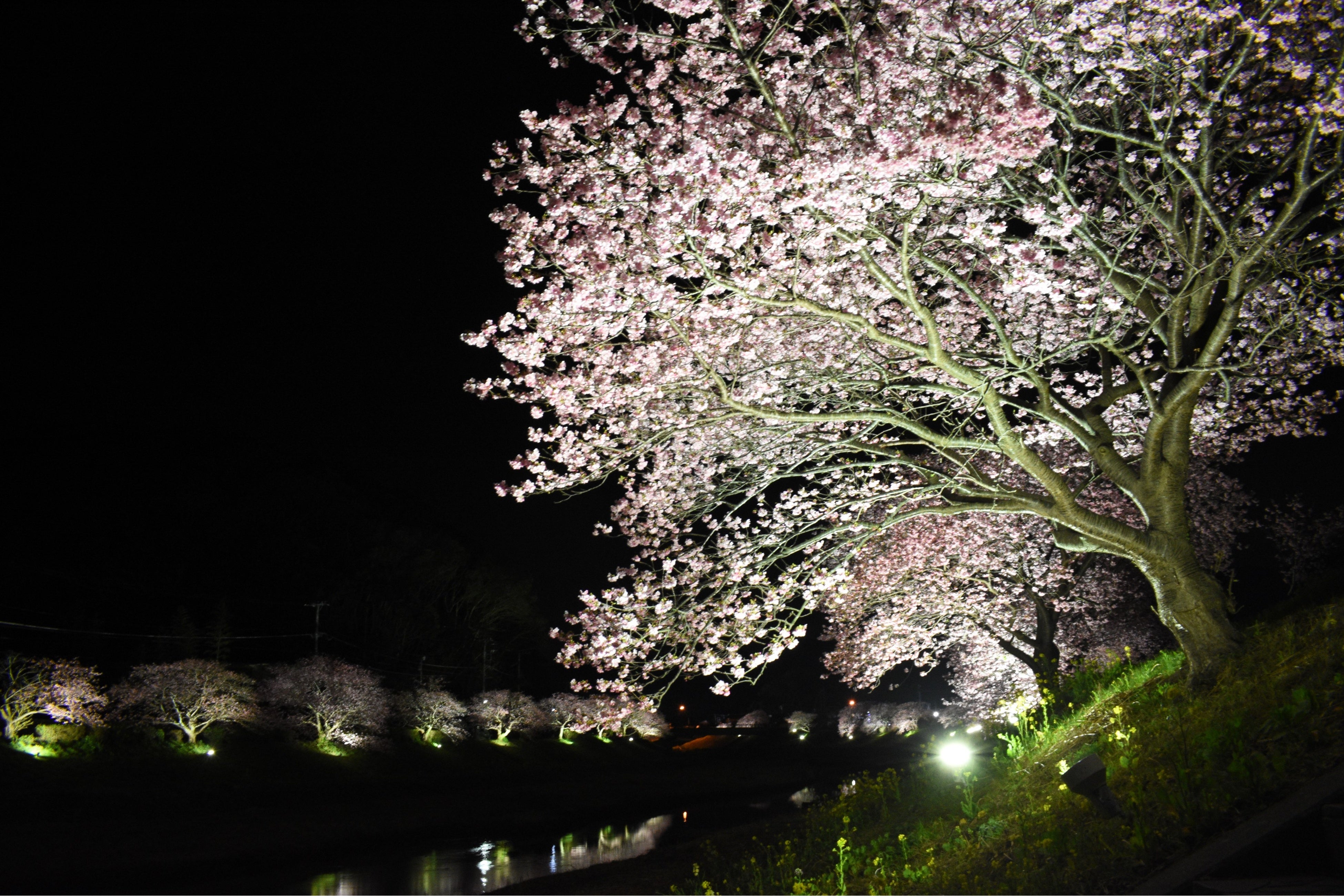 夜の桜並木は風情たっぷり！