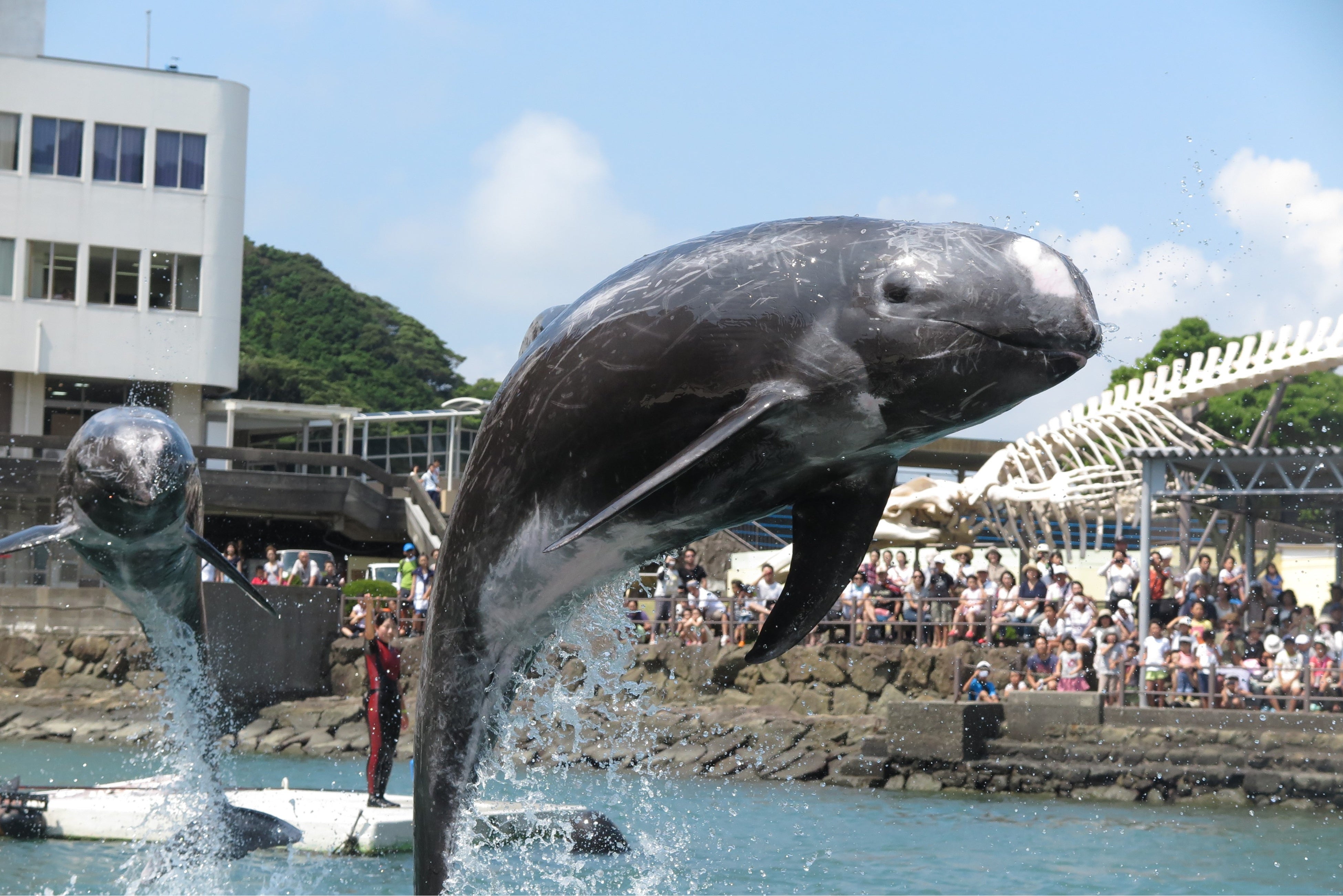 くじらショー