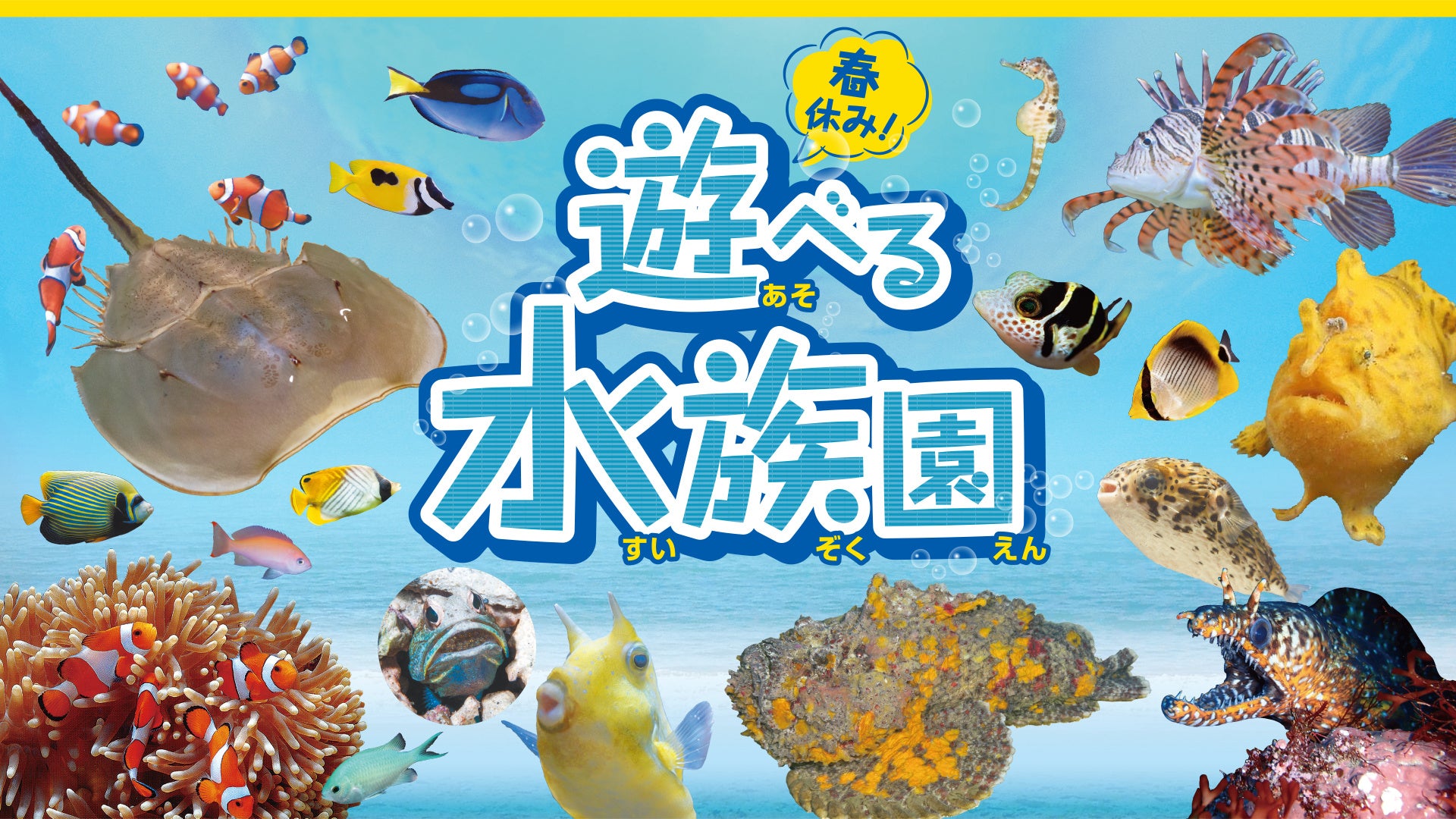 見て！触って！遊べる水族園が福岡にやってくる！「春休み！遊べる水族園」3月18日（土）からBOSS E・ZO FUKUOKAで開催決定！