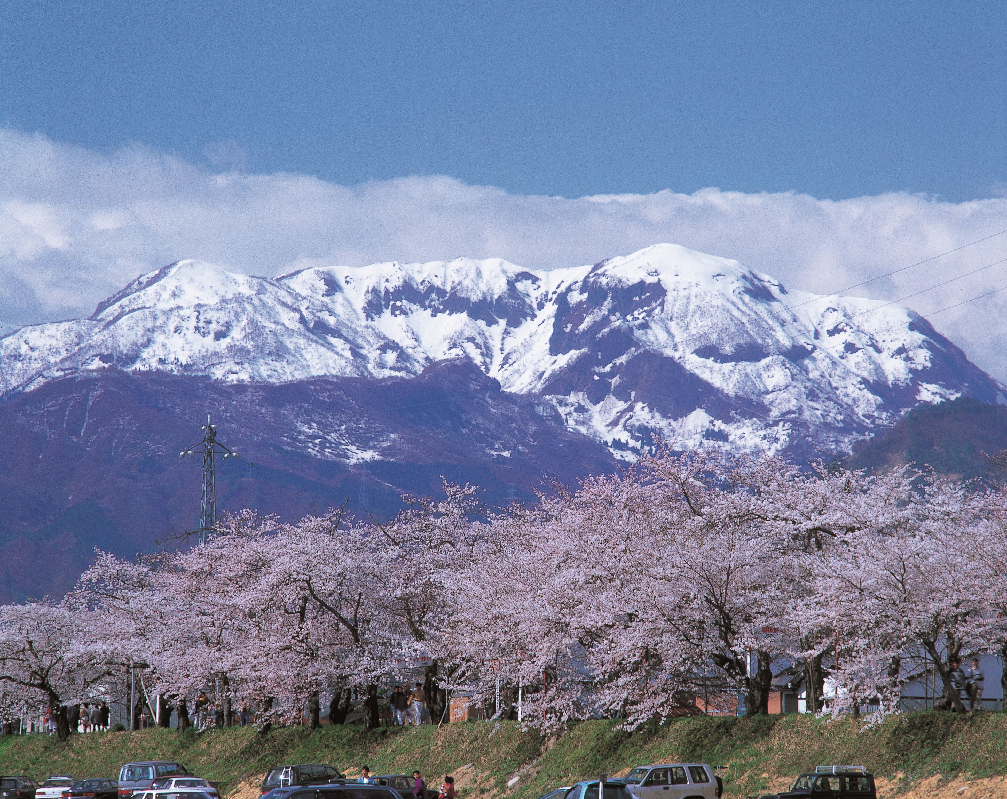 勝山弁天桜