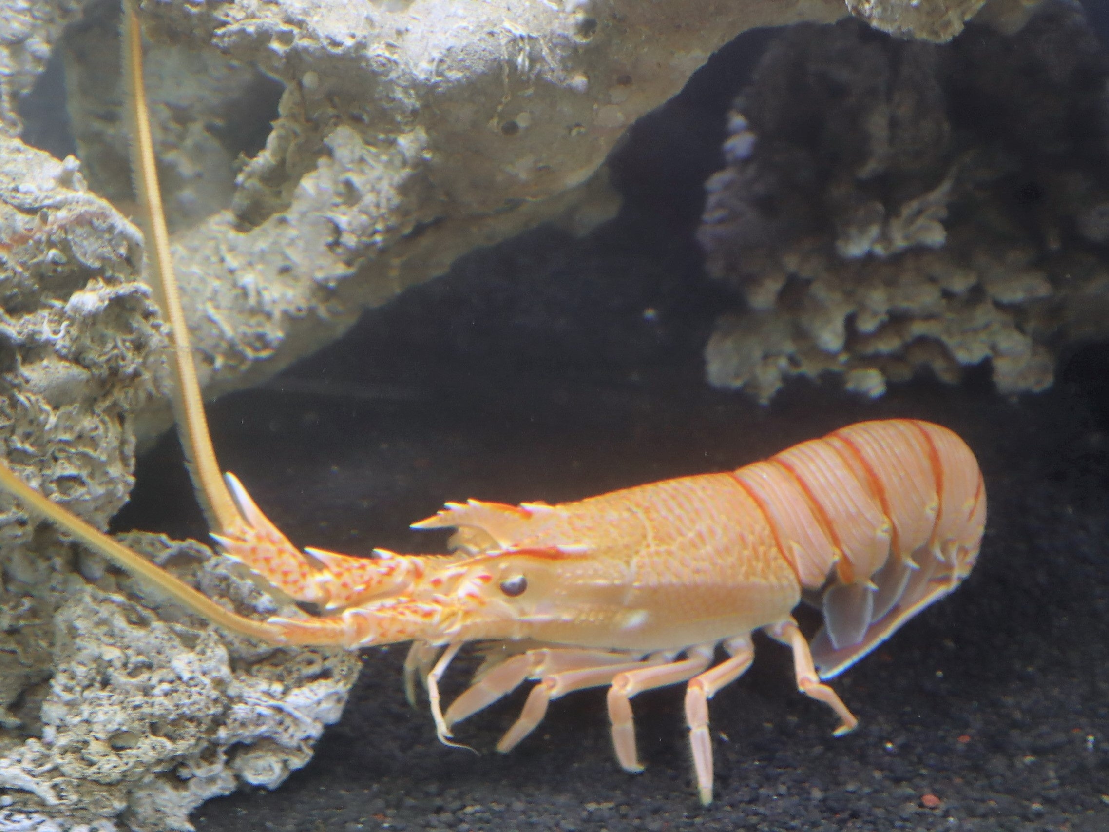 四国水族館初！珍しい深海エビ『リョウマエビ』を展示しています