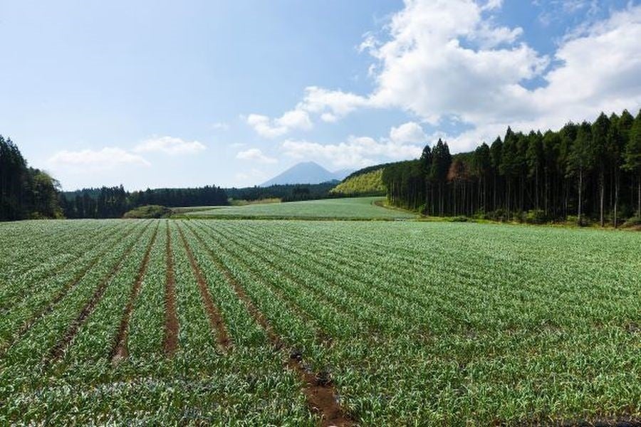 ▲宮崎県小林市のひなもり岳を望む「本多荘輔の情熱にんにく畑」