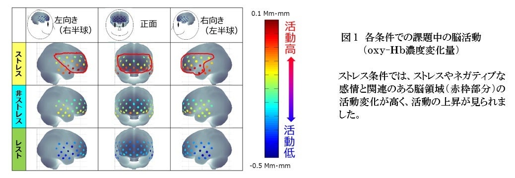 【ファンケル】心理社会的ストレスと腸内細菌の関係性における新知見