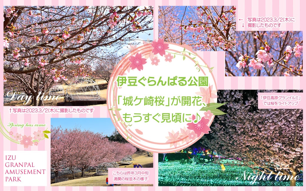 伊豆ぐらんぱる公園でご当地桜「城ケ崎桜」が開花、もうすぐ見頃に！