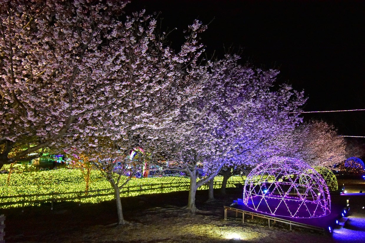 ライトアップされた桜