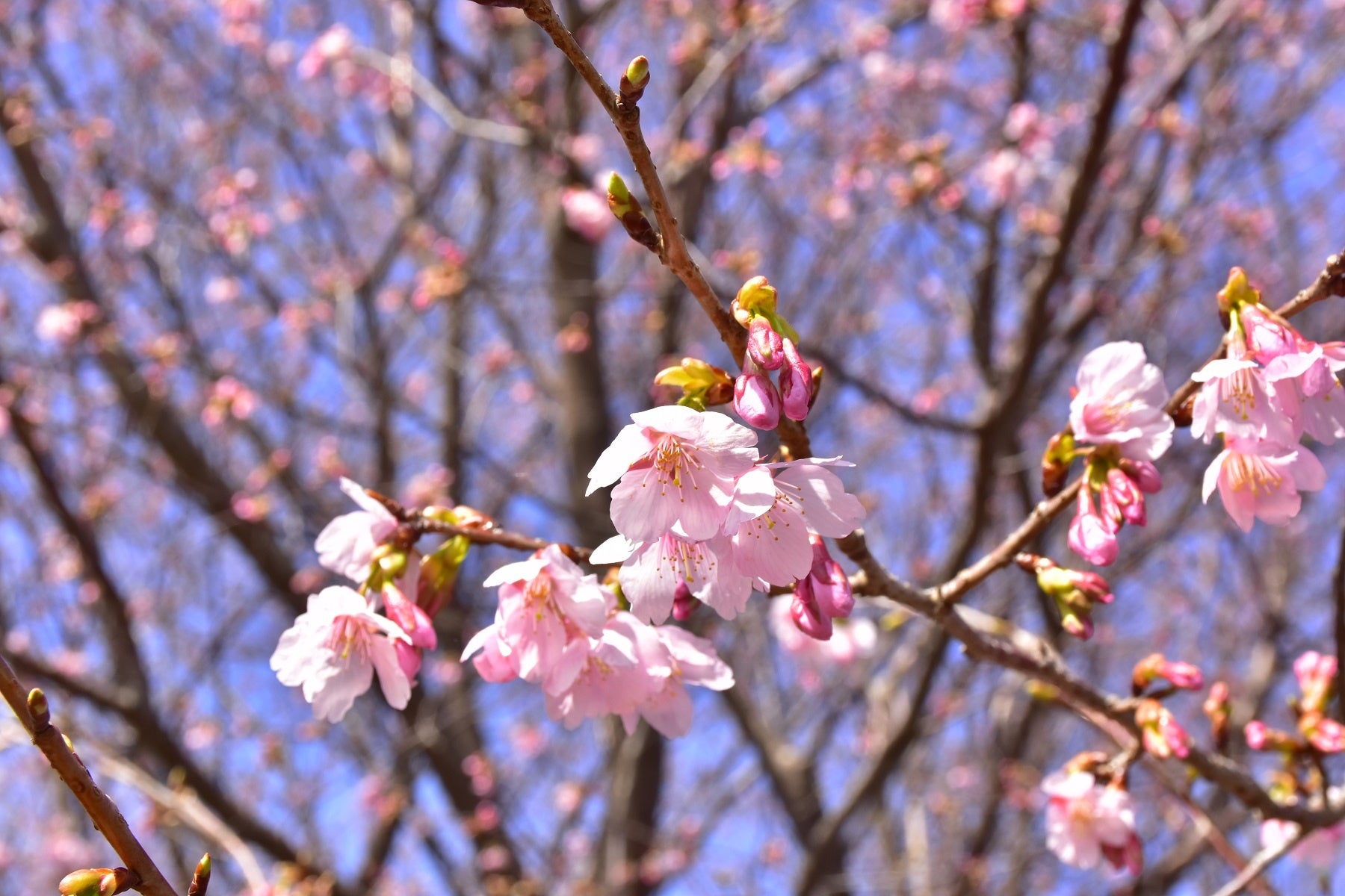 ピンクが濃く愛らしい城ケ崎桜