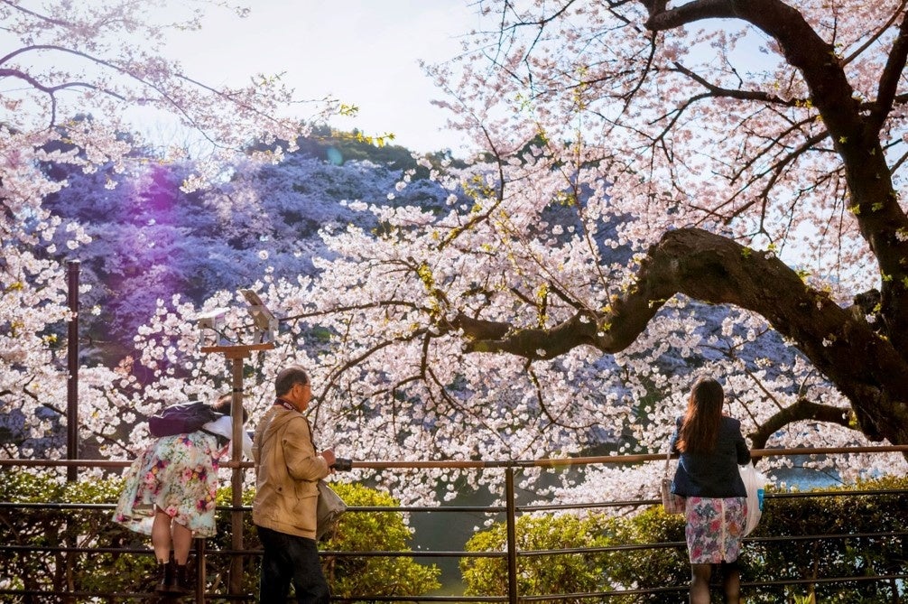 〜もうすぐインバウンド旅行客も楽しみにしているお花見シーズン到来！〜桜の季節に宿泊を予約したインバウンド旅行客ゲストの出身国・地域を発表上位はアメリカ、オーストラリア、シンガポール、フランス！