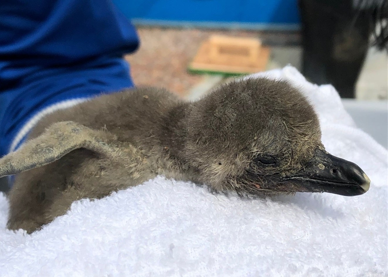 3年ぶり！ケープペンギンの赤ちゃんが1羽誕生～サンシャイン水族館より嬉しいお知らせ～