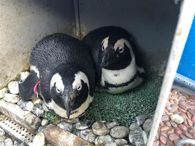 赤ちゃんケープペンギンの両親 （左：メスの「赤ピンク」・右：オスの「緑ライム」）