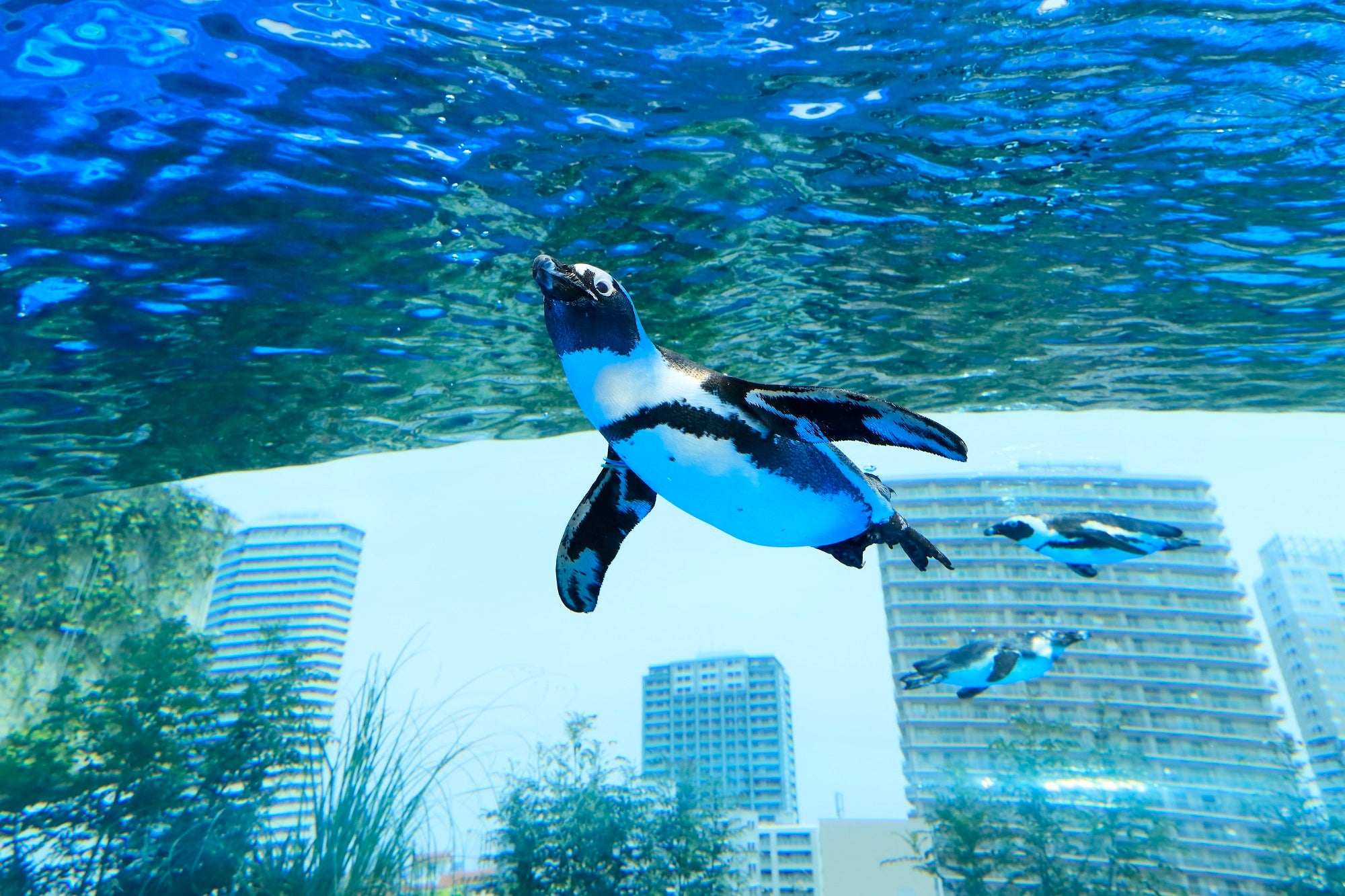 天空のペンギン