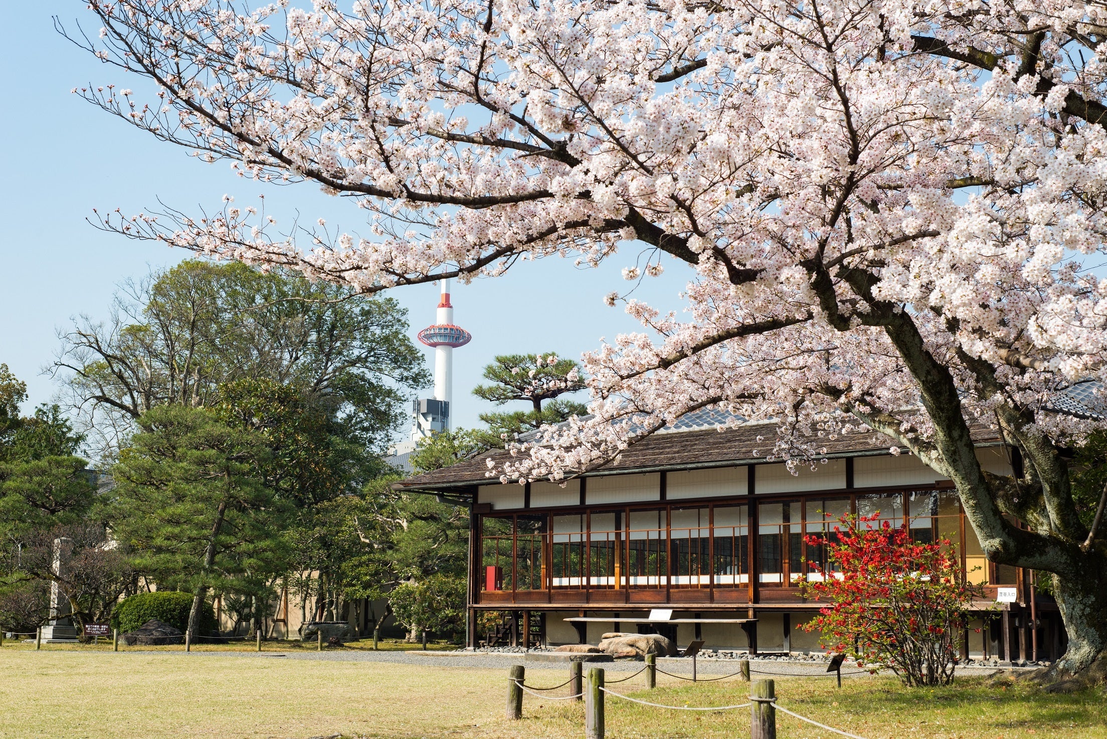 ～東本願寺の御用庭師が特別にご案内～「五感で楽しむ春爛漫の渉成園 名勝庭園を育むお手入れ見学」