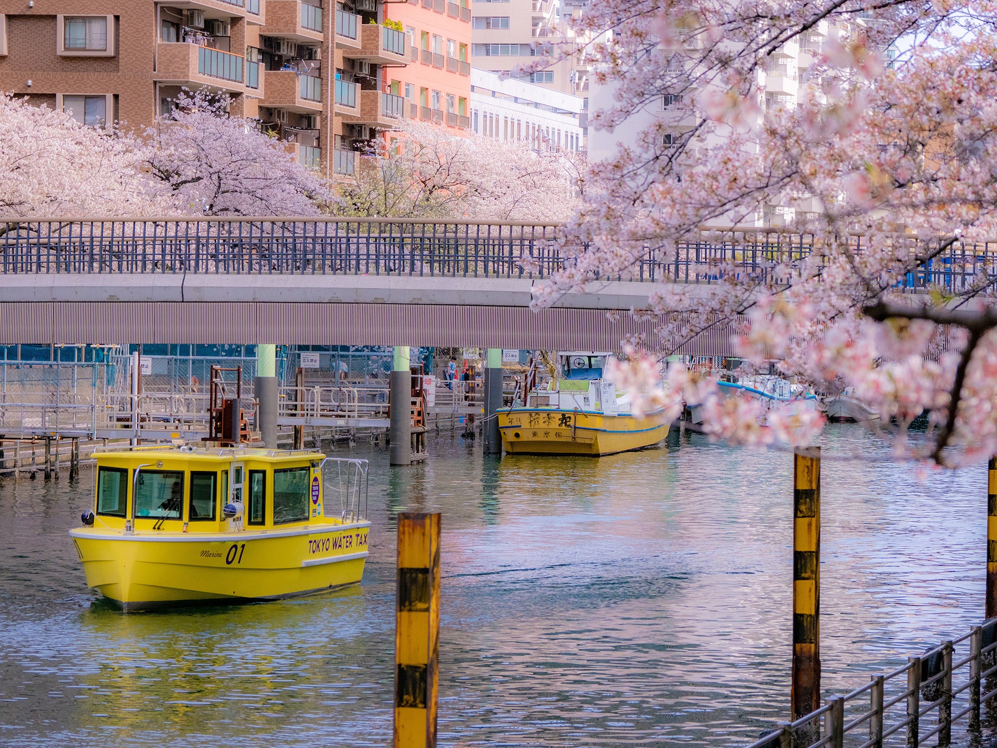 春の心地よい風を浴びながら船上から優雅に川沿いの桜を鑑賞