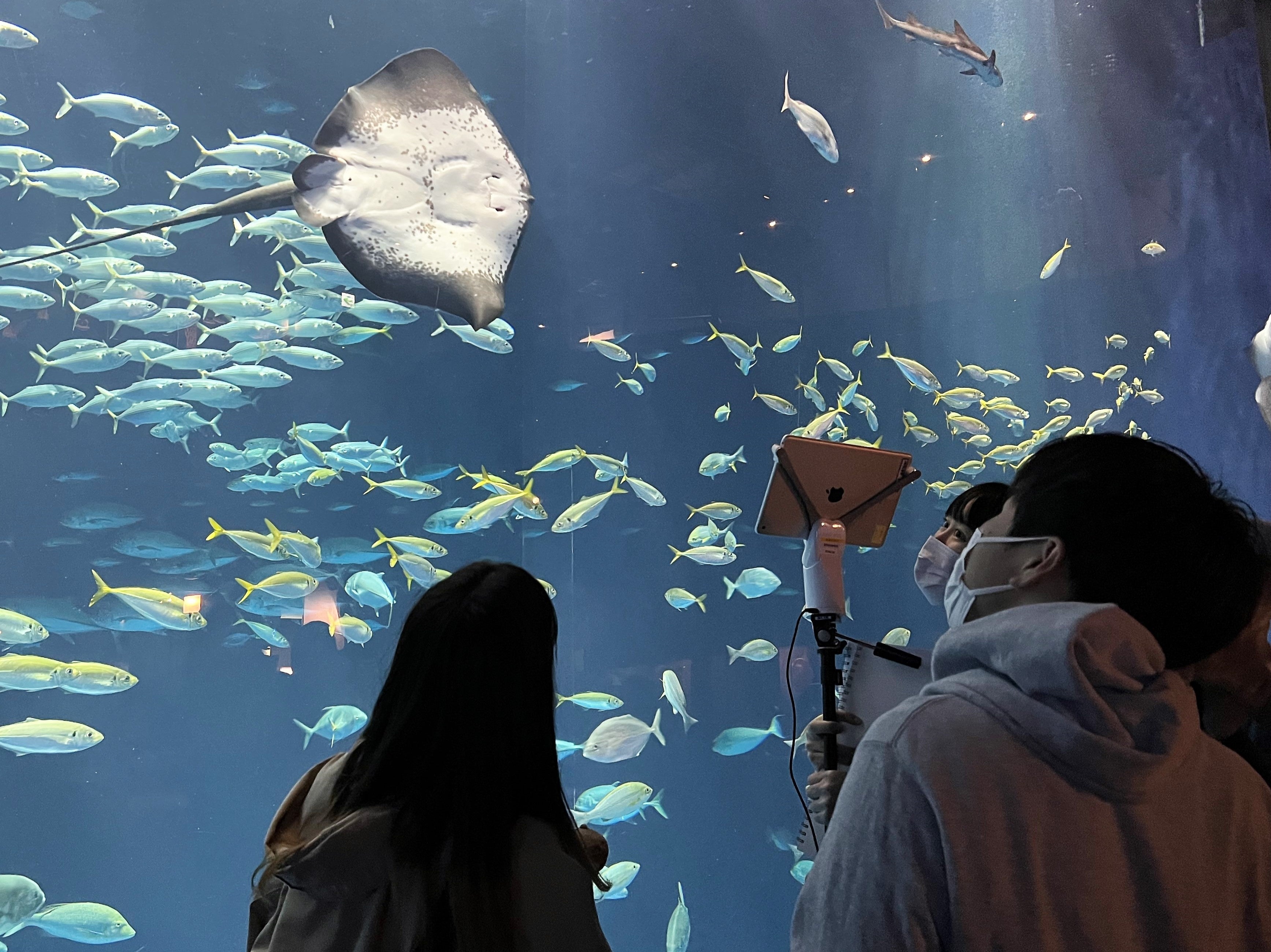 『病室からつながる水族館』交流支援ロボットを使った水族館の見学会を実施