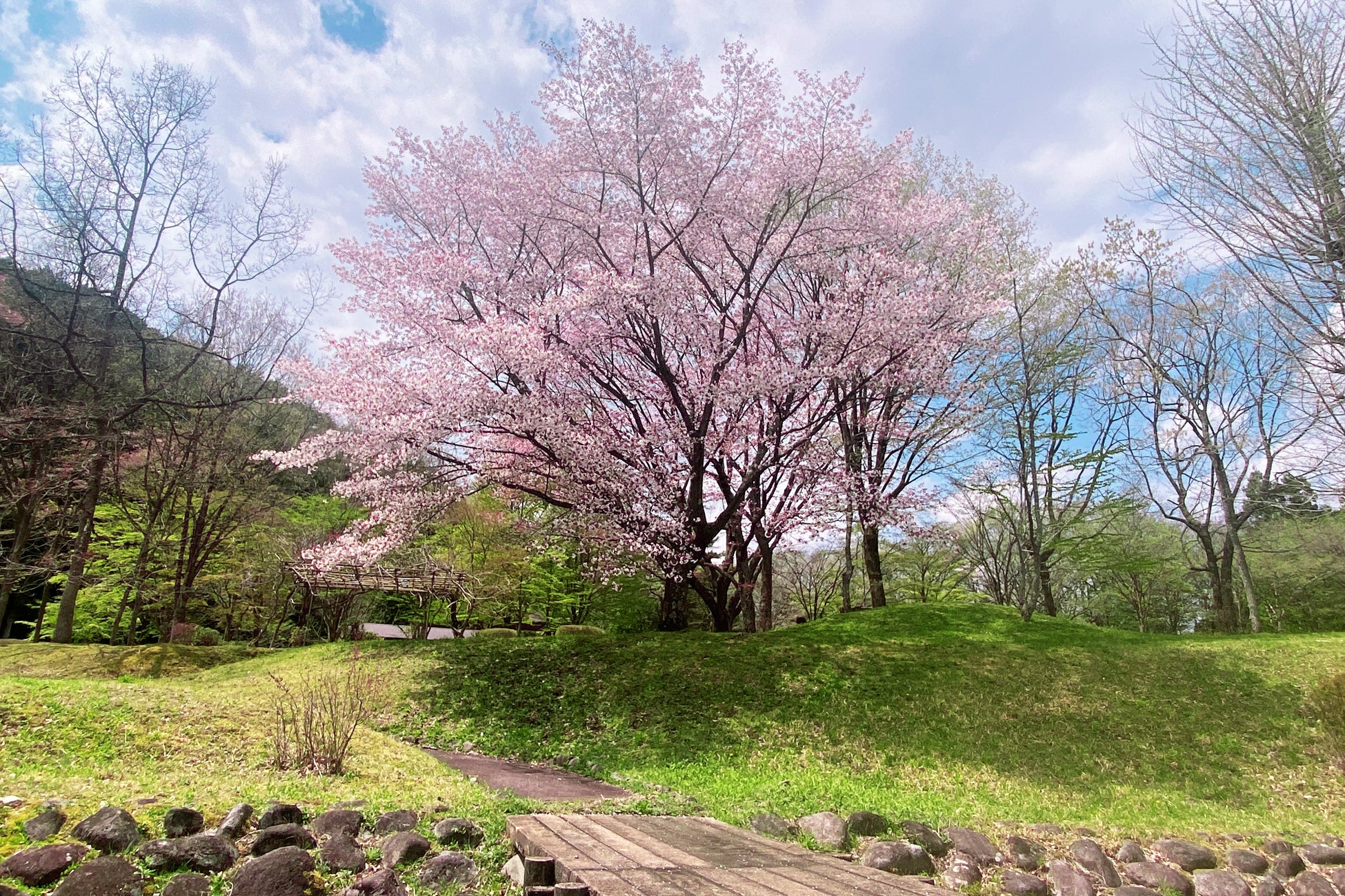 オープン以前の桜写真～ブリリアントヴィレッジ日光