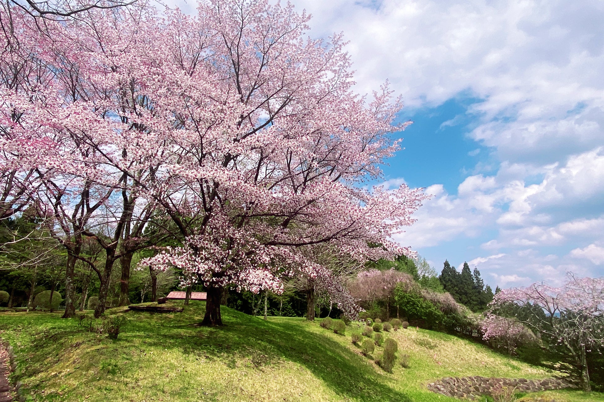 オープン以前の桜写真～ブリリアントヴィレッジ日光