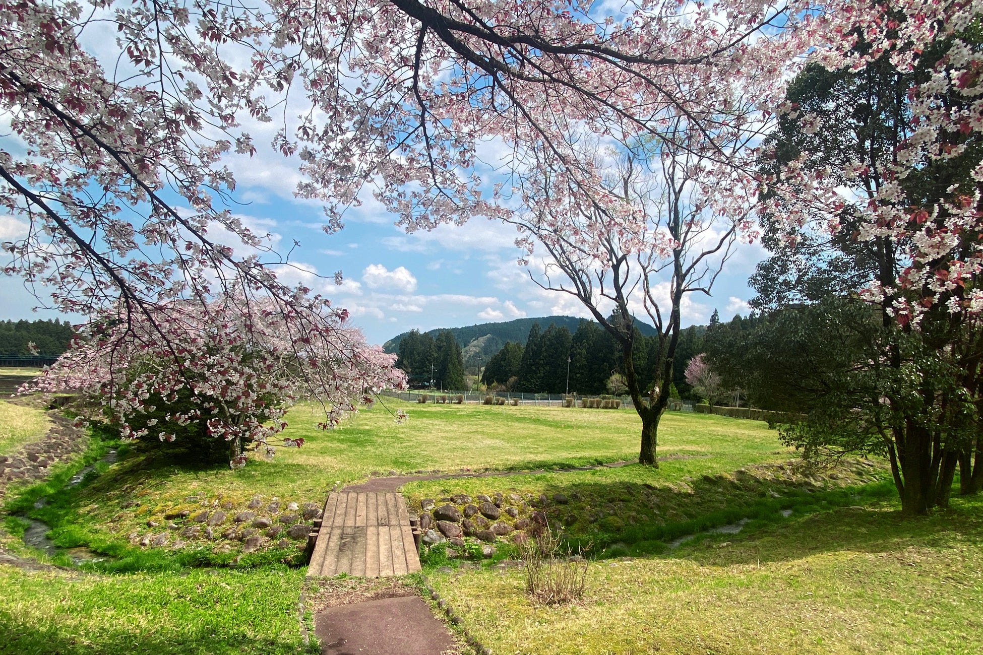 オープン以前の桜写真～ブリリアントヴィレッジ日光