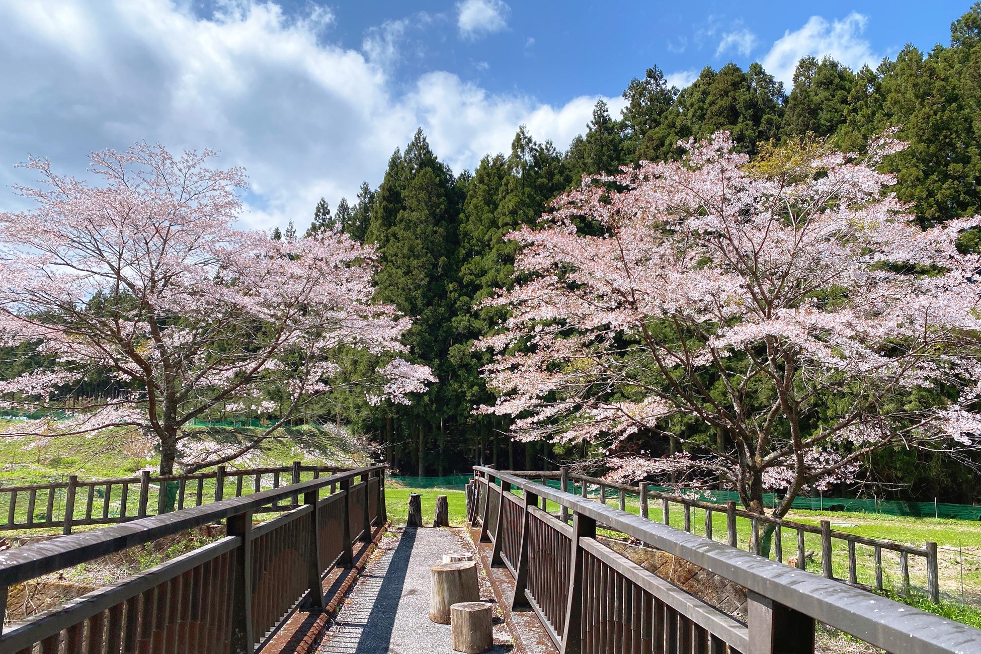 不動滝｜オープン以前の桜写真～ブリリアントヴィレッジ日光