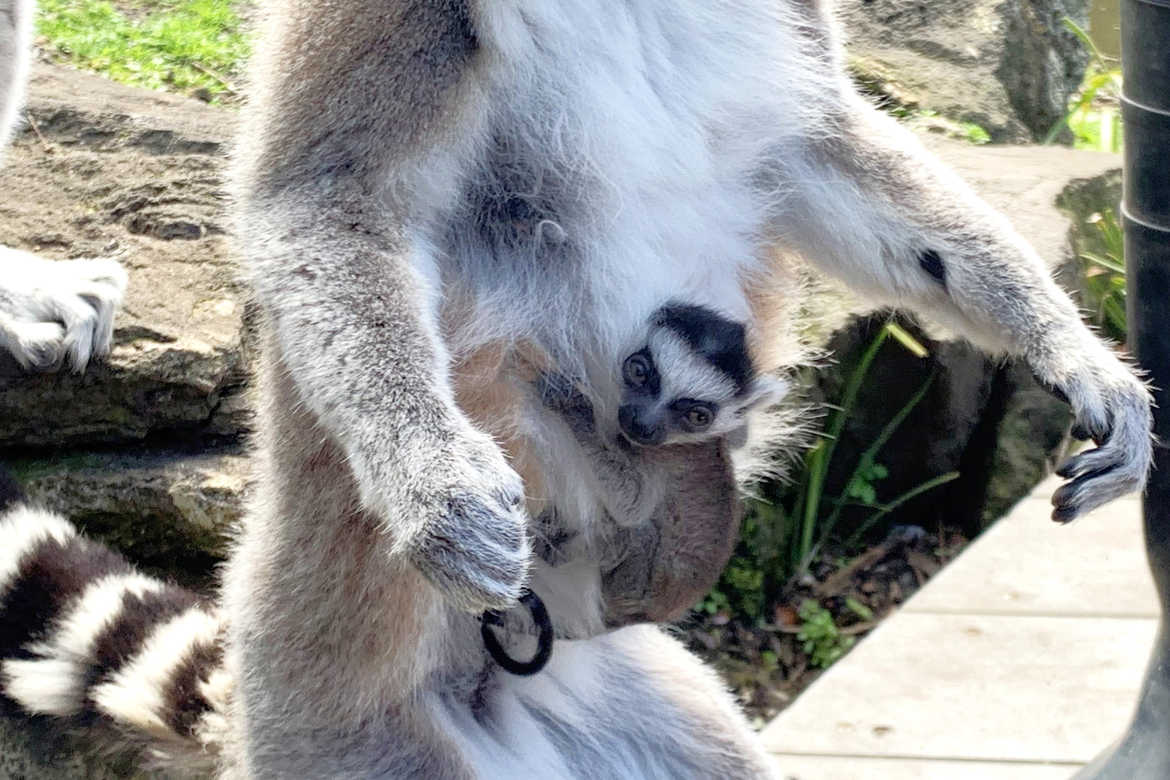 伊豆シャボテン動物公園でワオキツネザルのベビーラッシュ！！